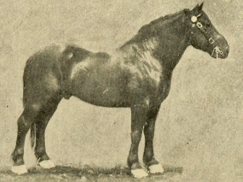Nivernais Horse