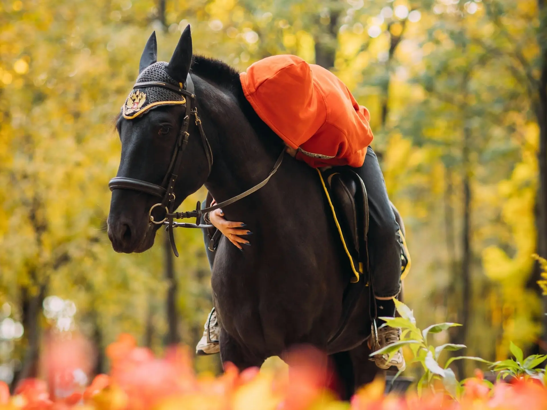 Non-fading black horse