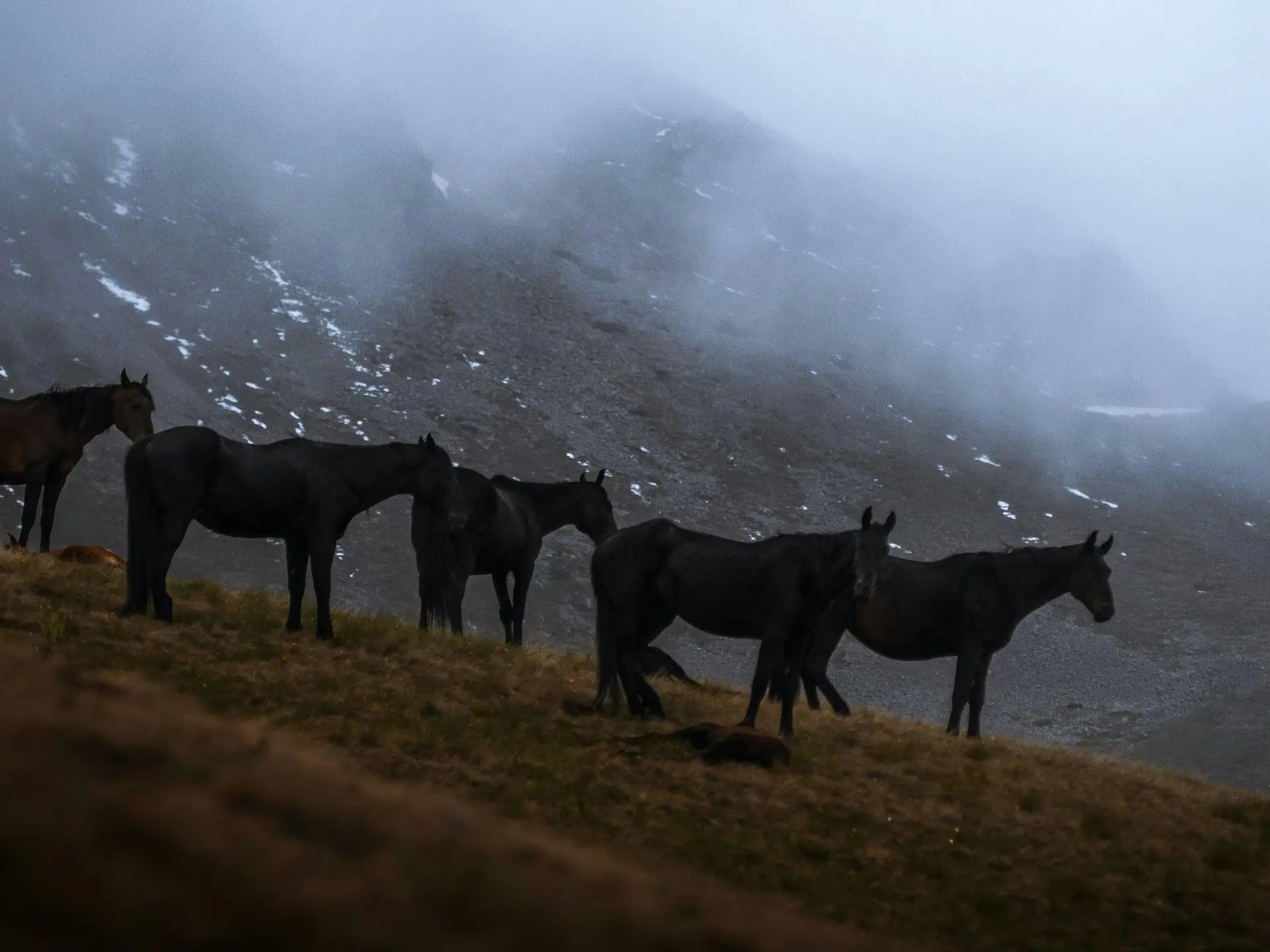 Non-fading black horse