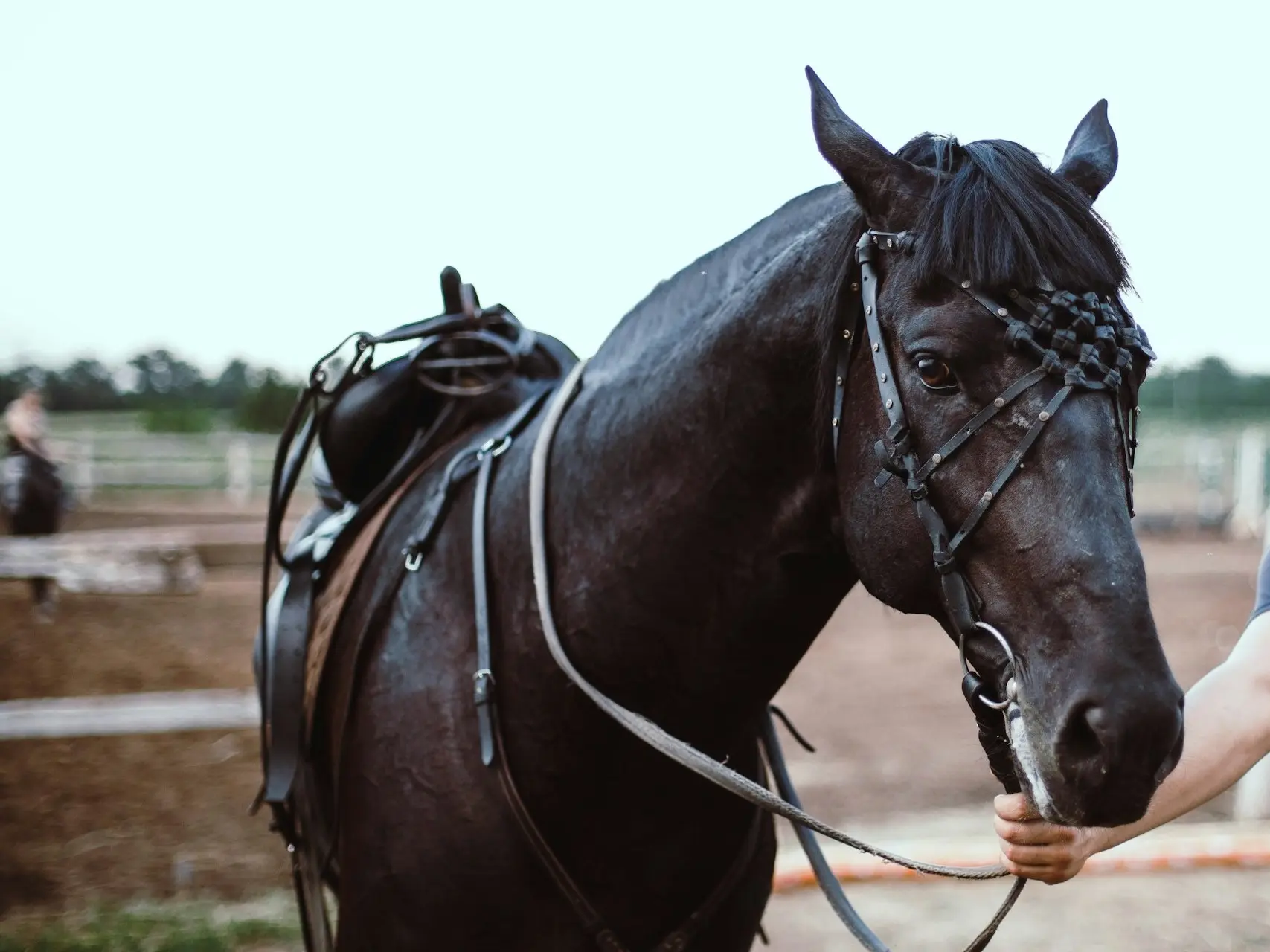 Non-fading black horse