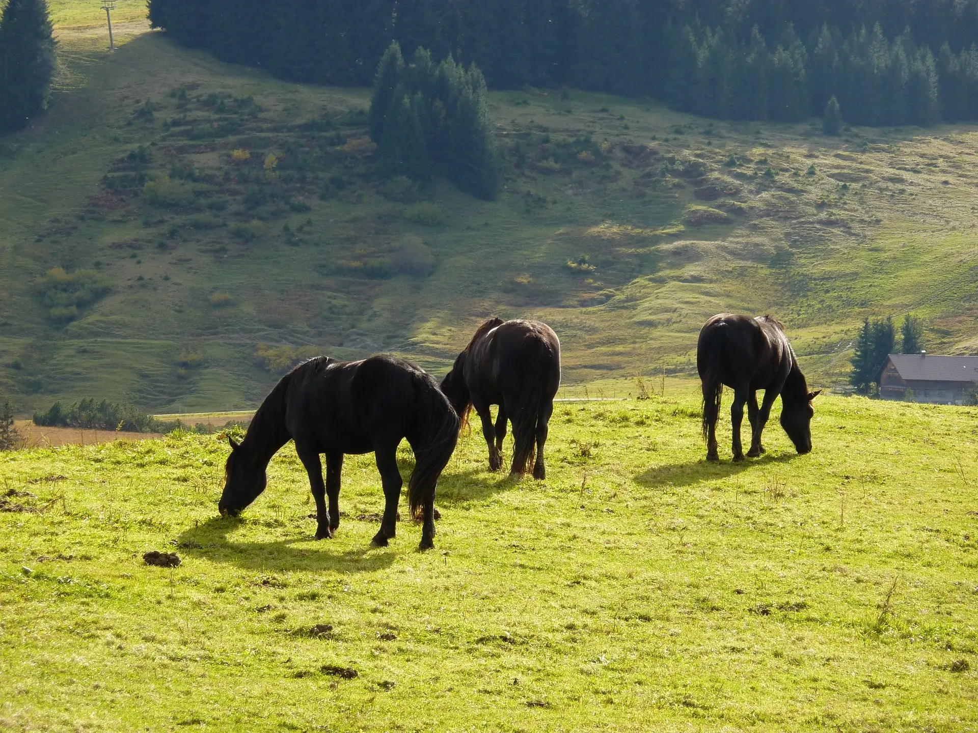 Non-fading black horse