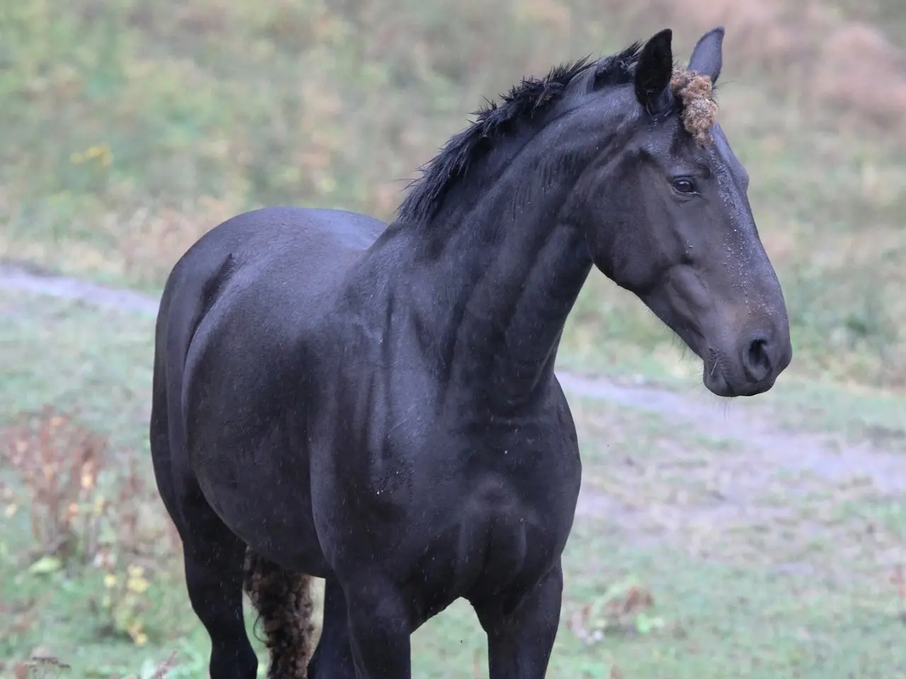 Non-fading black horse