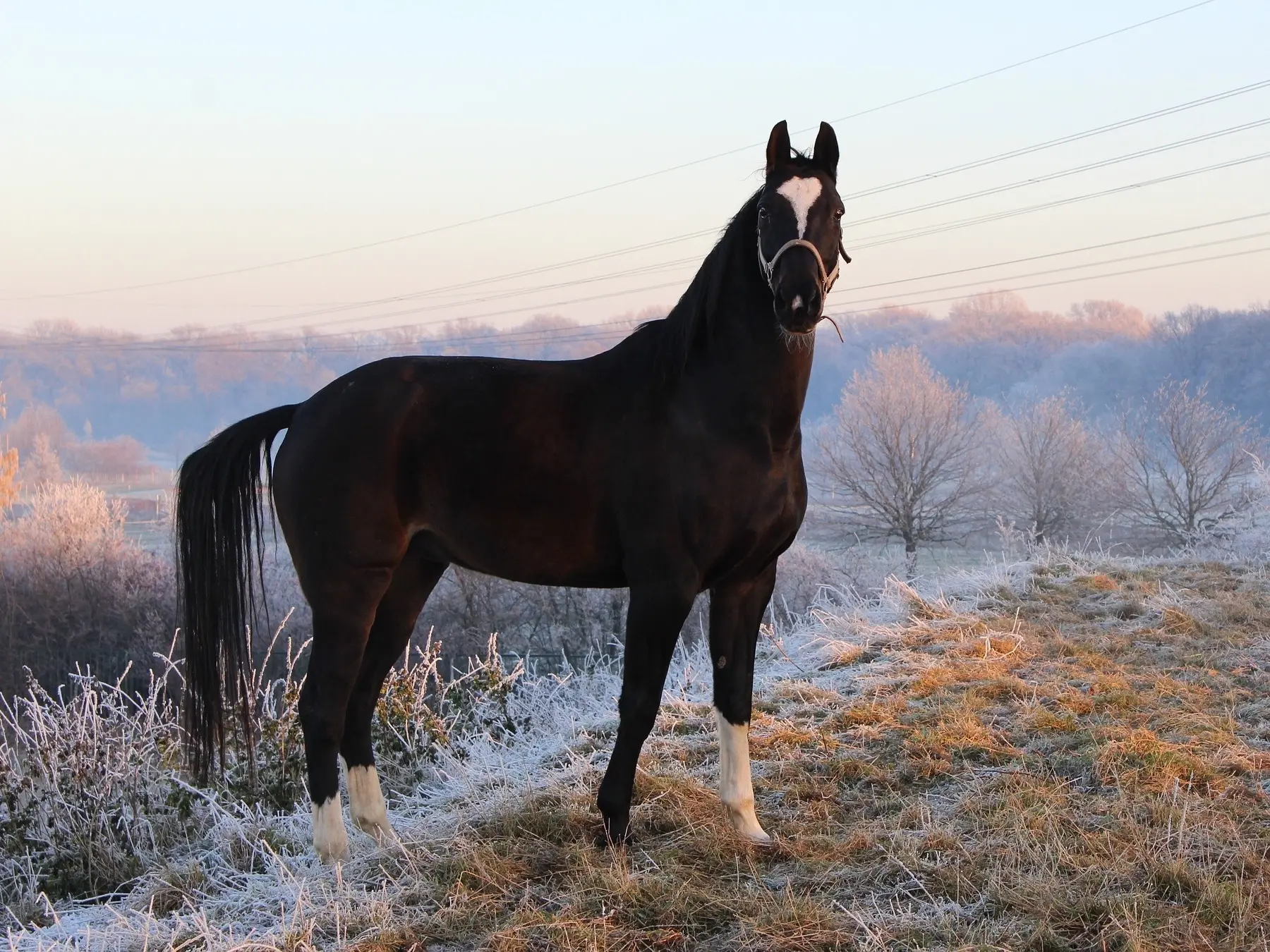 Non-fading black horse