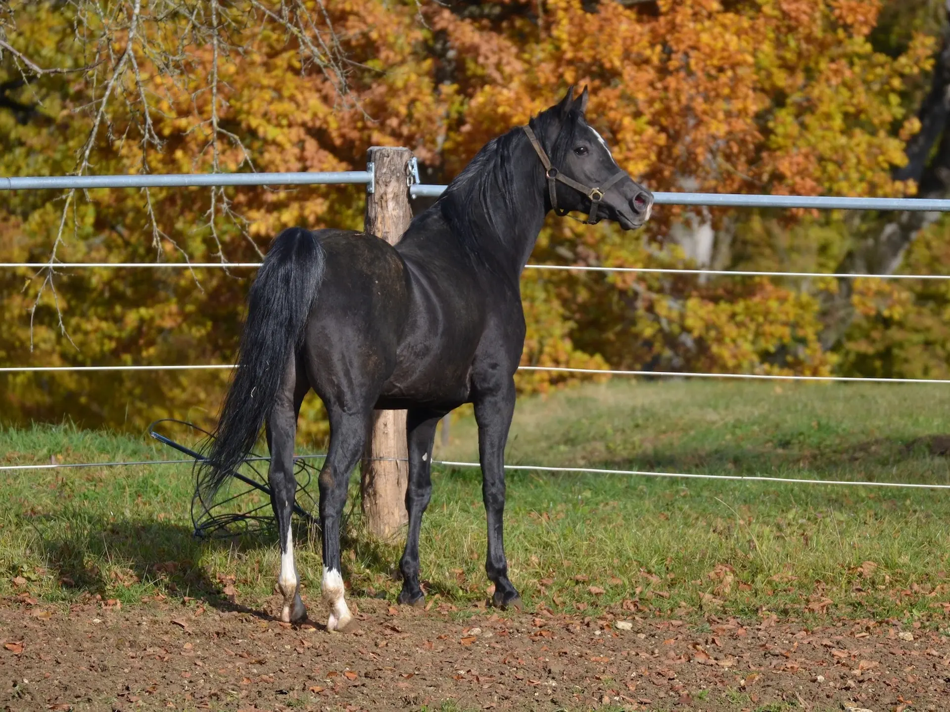 Non-fading black horse