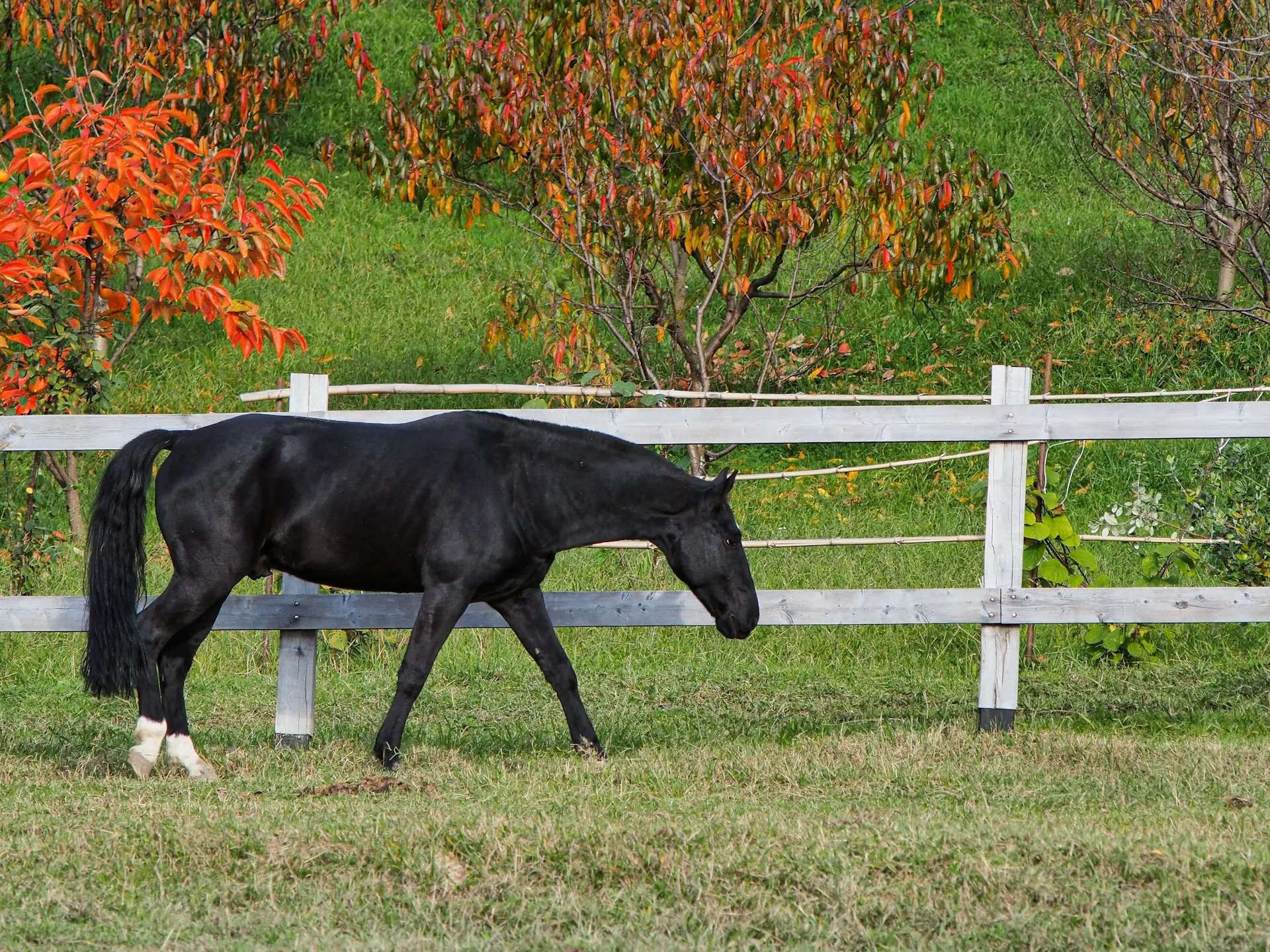 Non-fading black horse