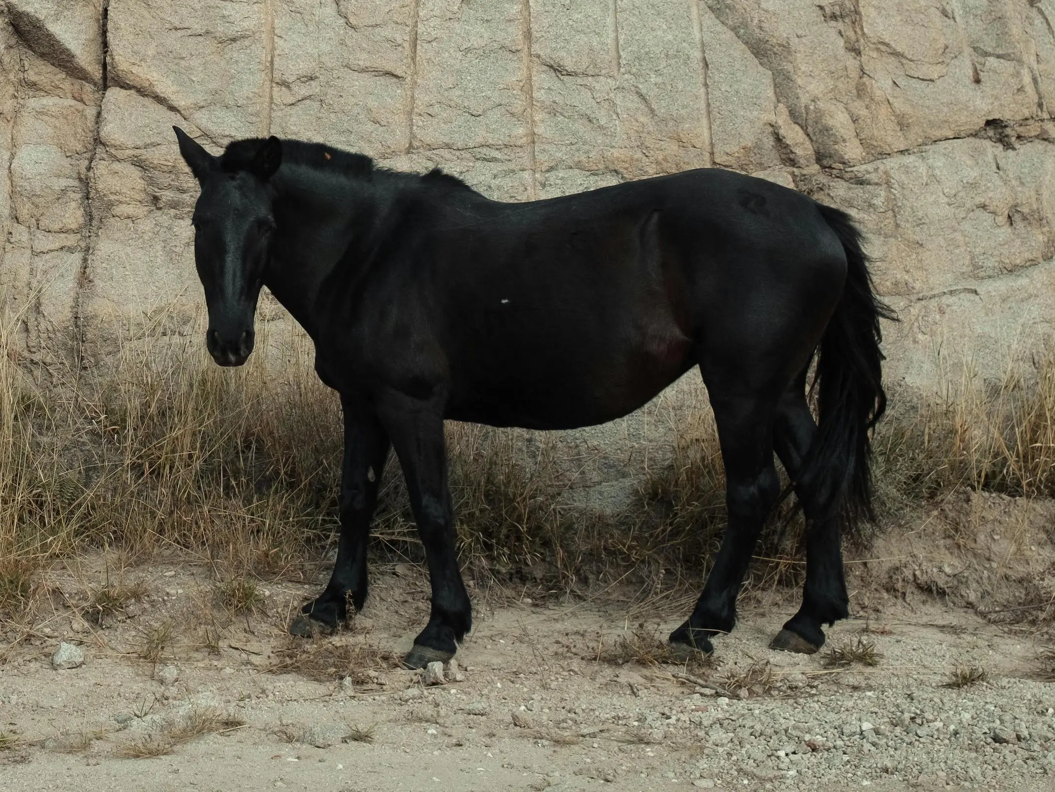 Non-fading black horse