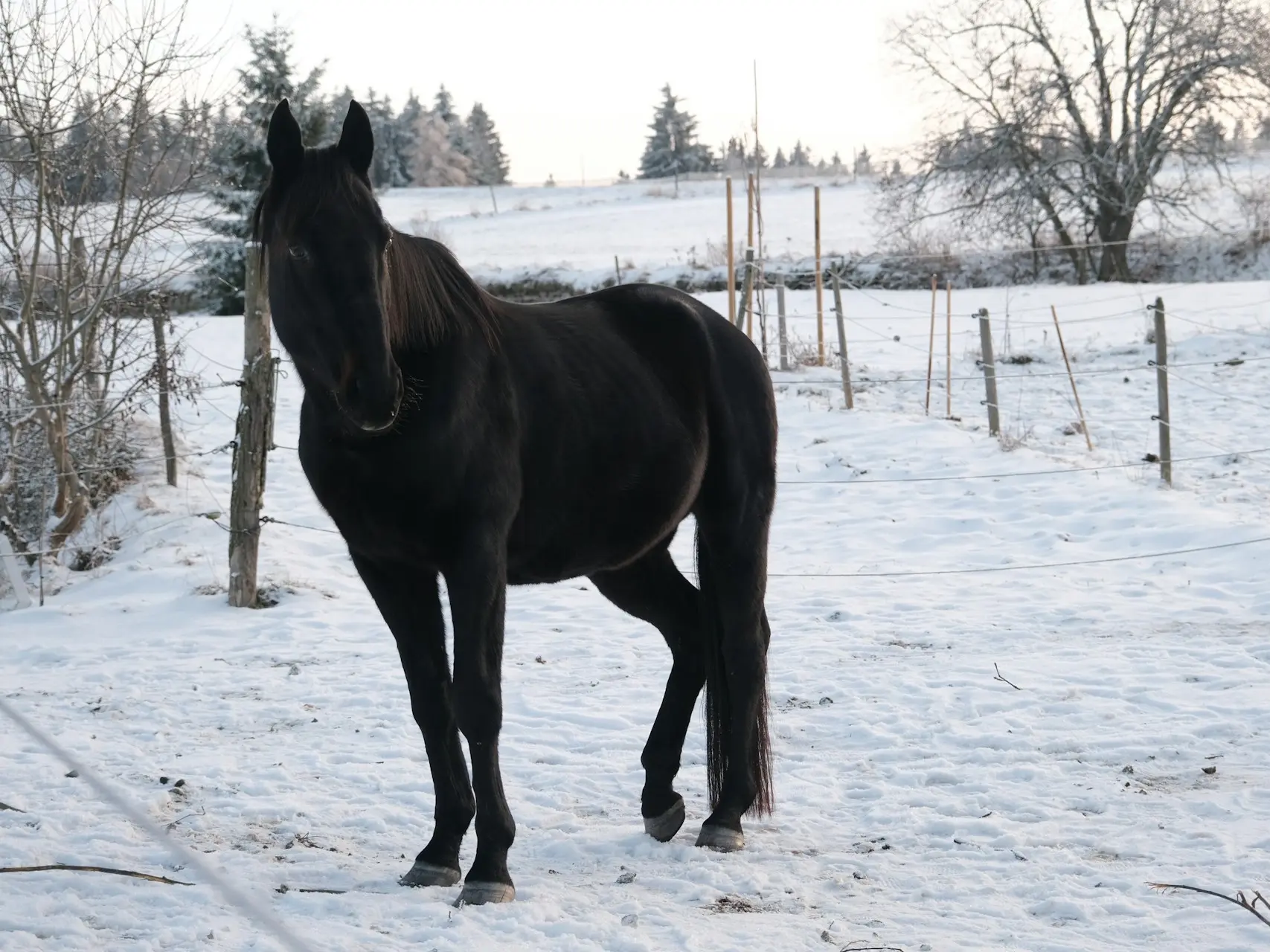 Non-fading black horse