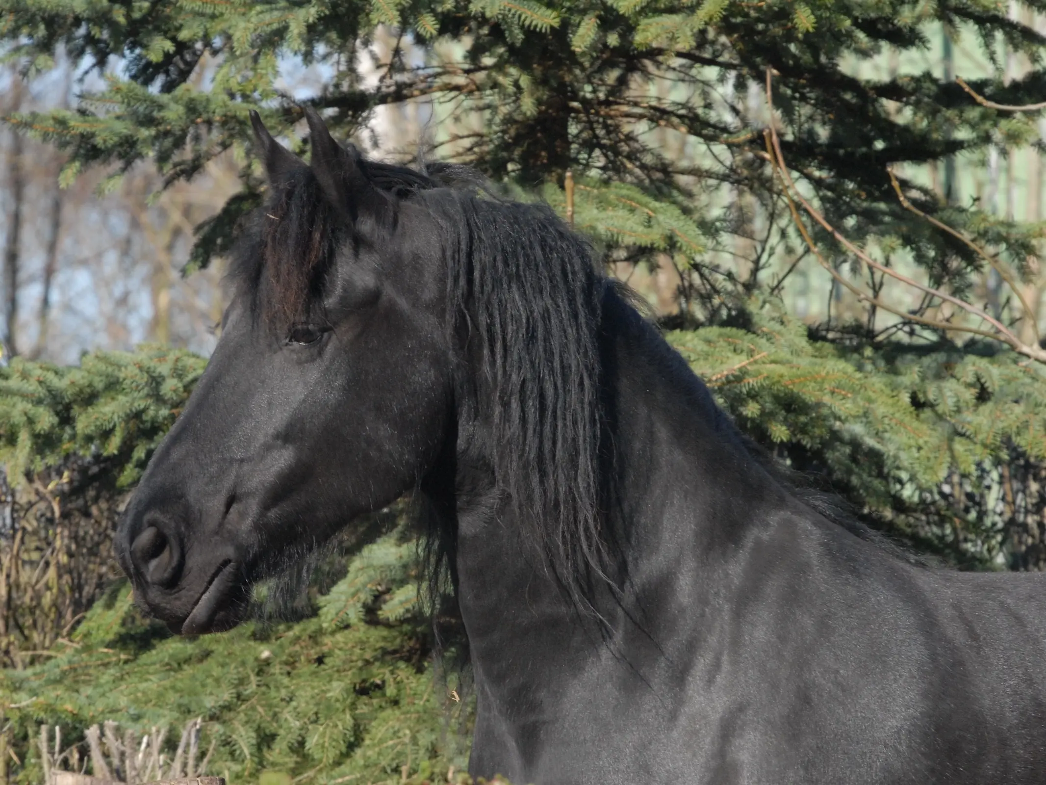 Non-fading black horse