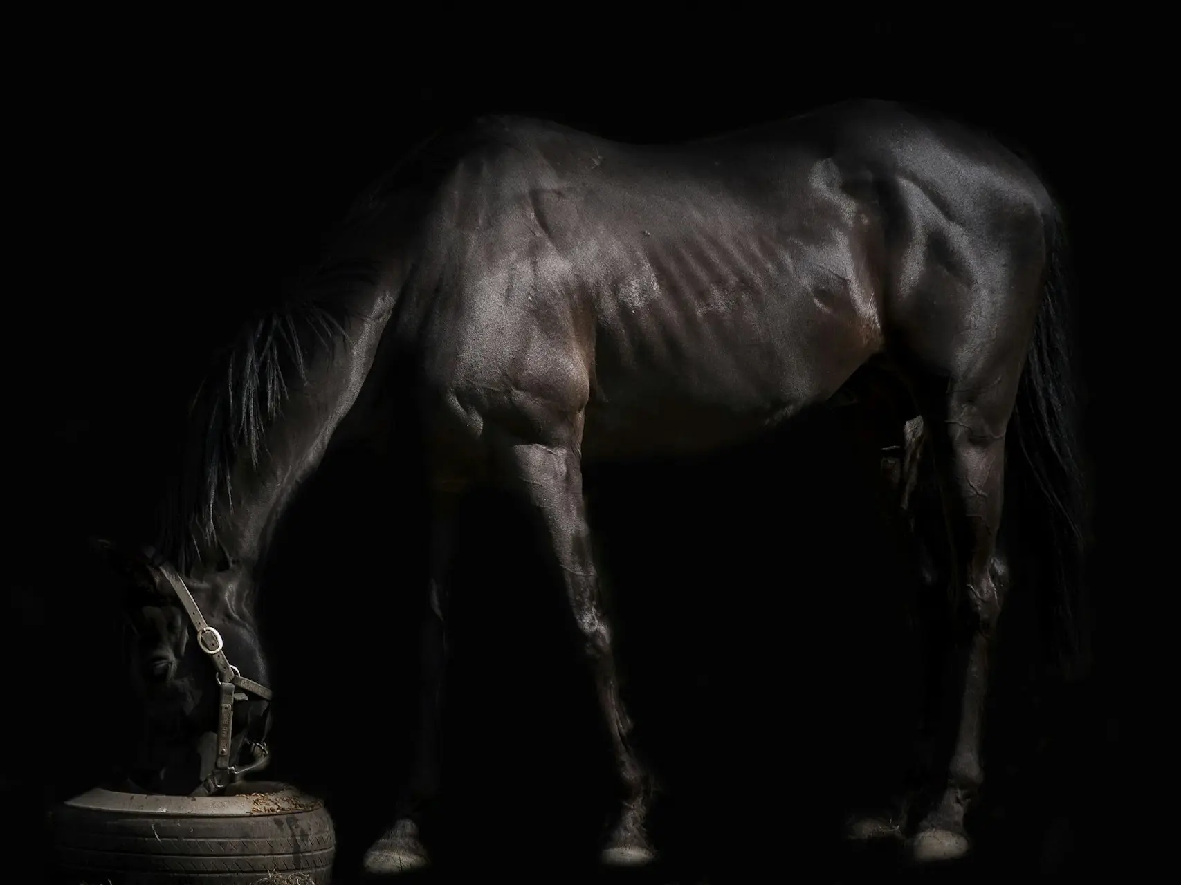 Non-fading black horse