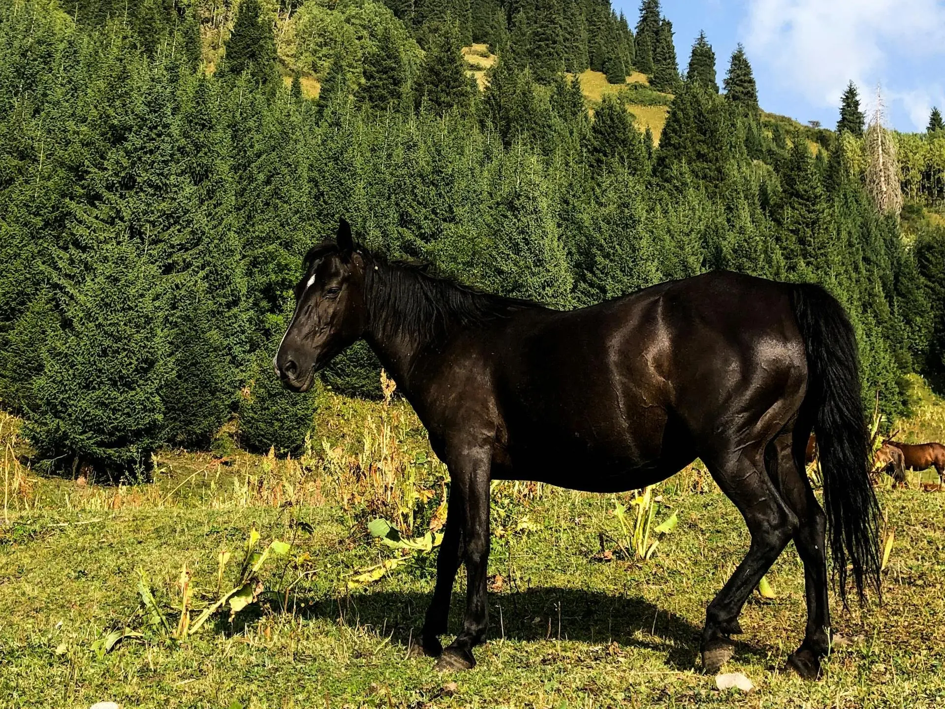 Non-fading black horse