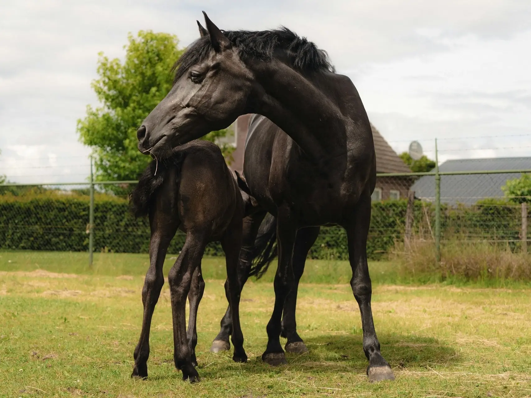 Non-fading black horse