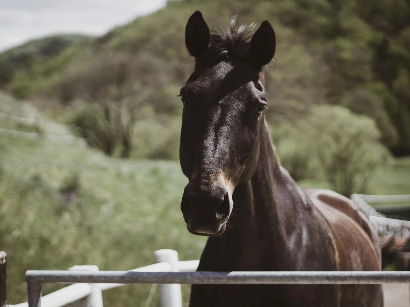 Horse with no markings