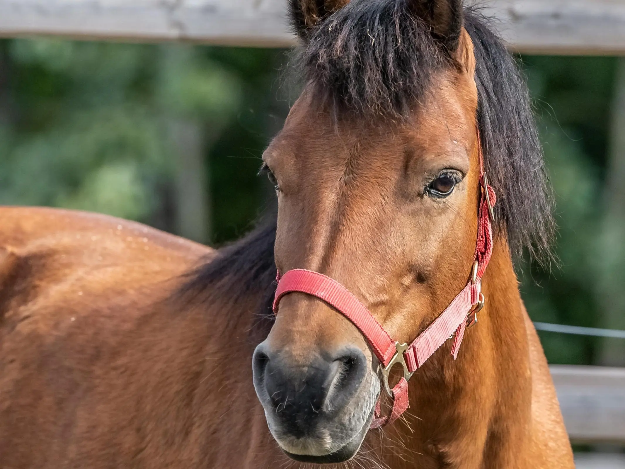 Horse with no markings