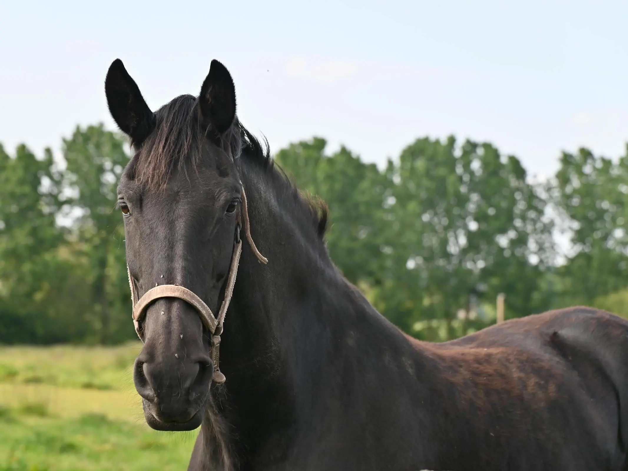 Horse with no markings