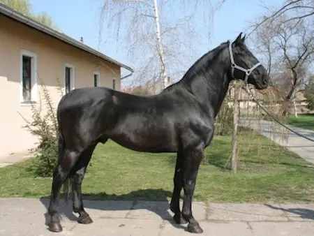 Nonius Horse 