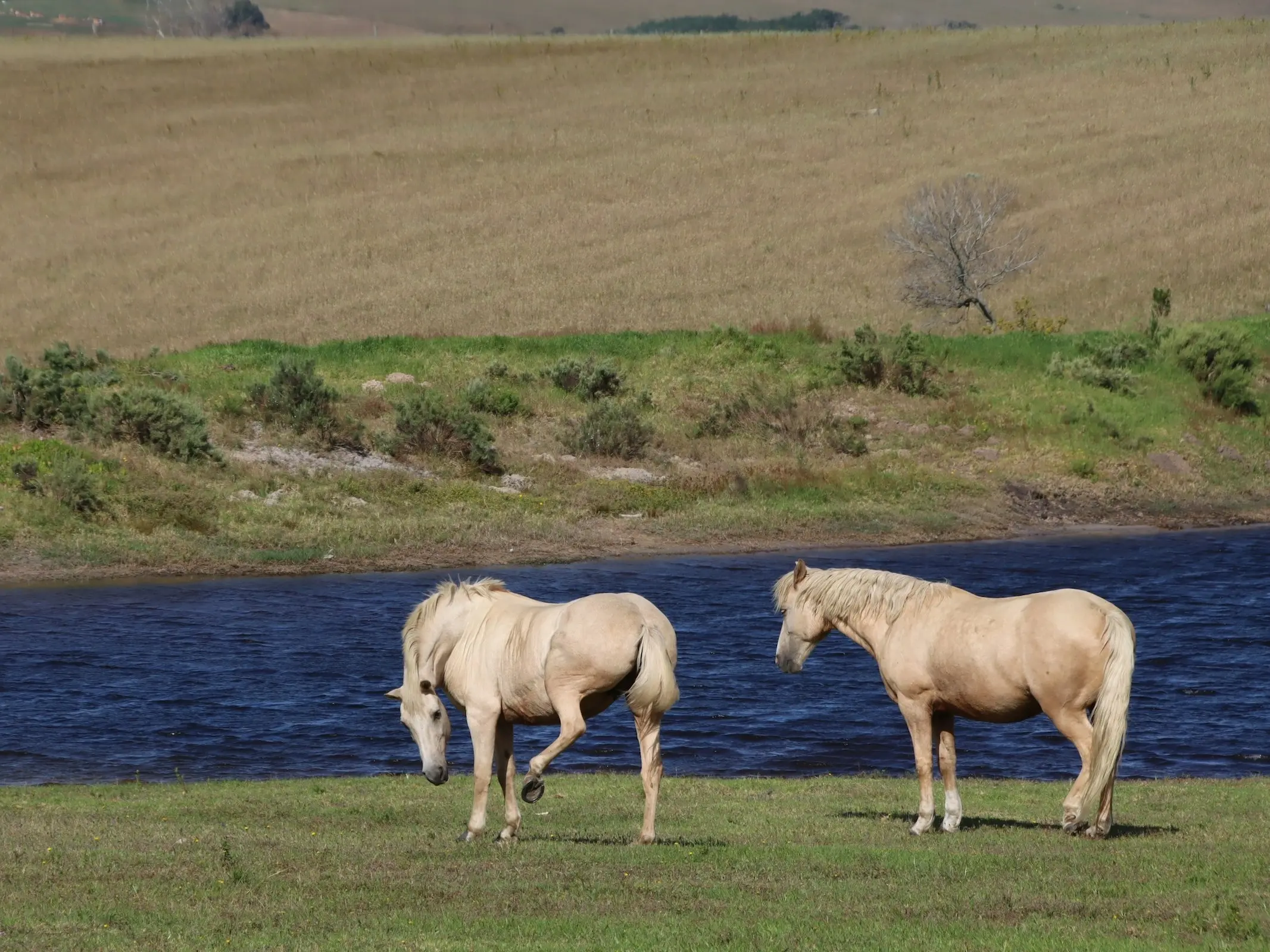 Nooitgedacht Pony