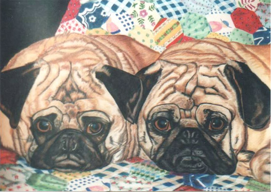 Pugs Comfy on Quilt