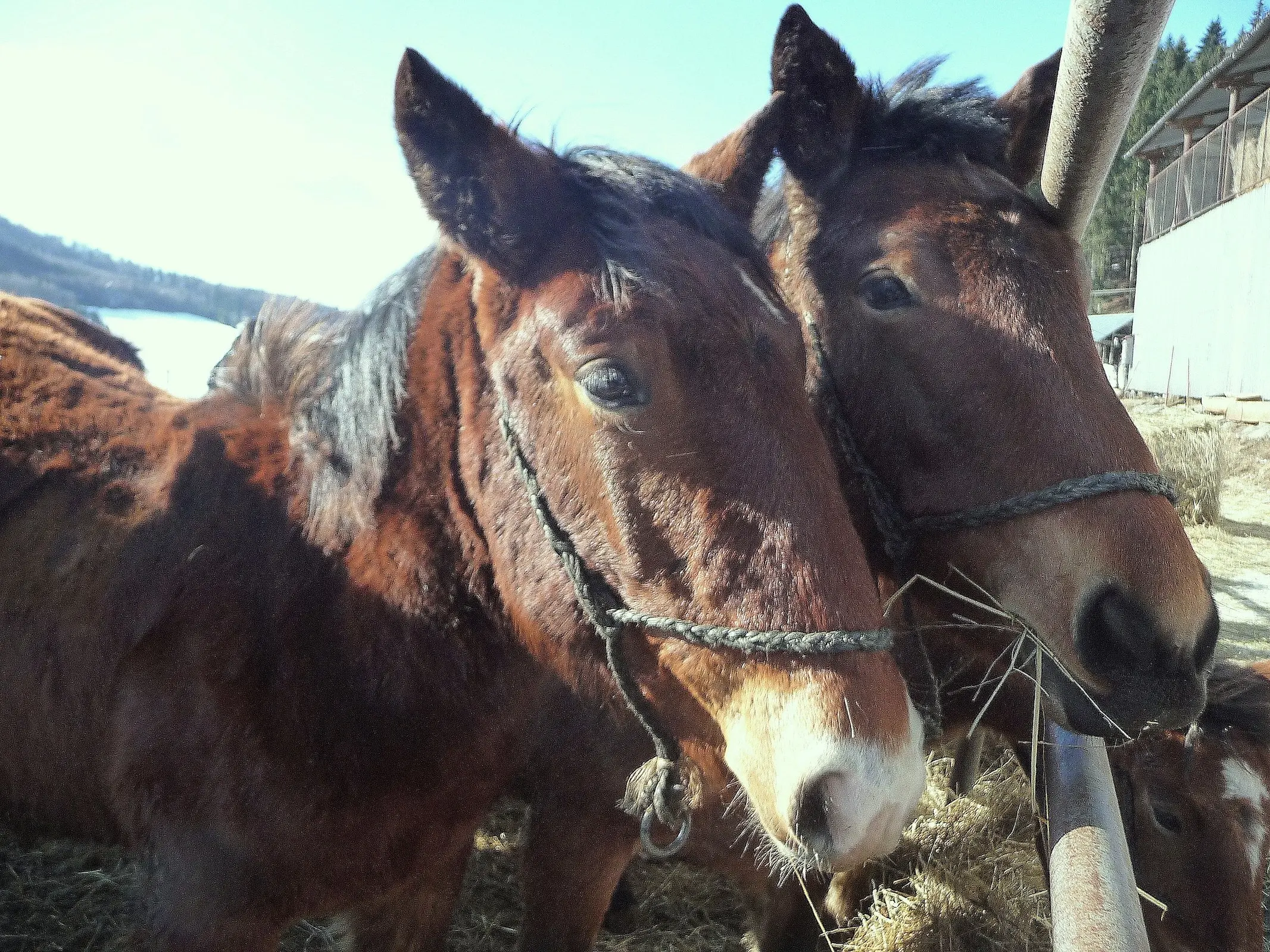 Noric of Murany Horse