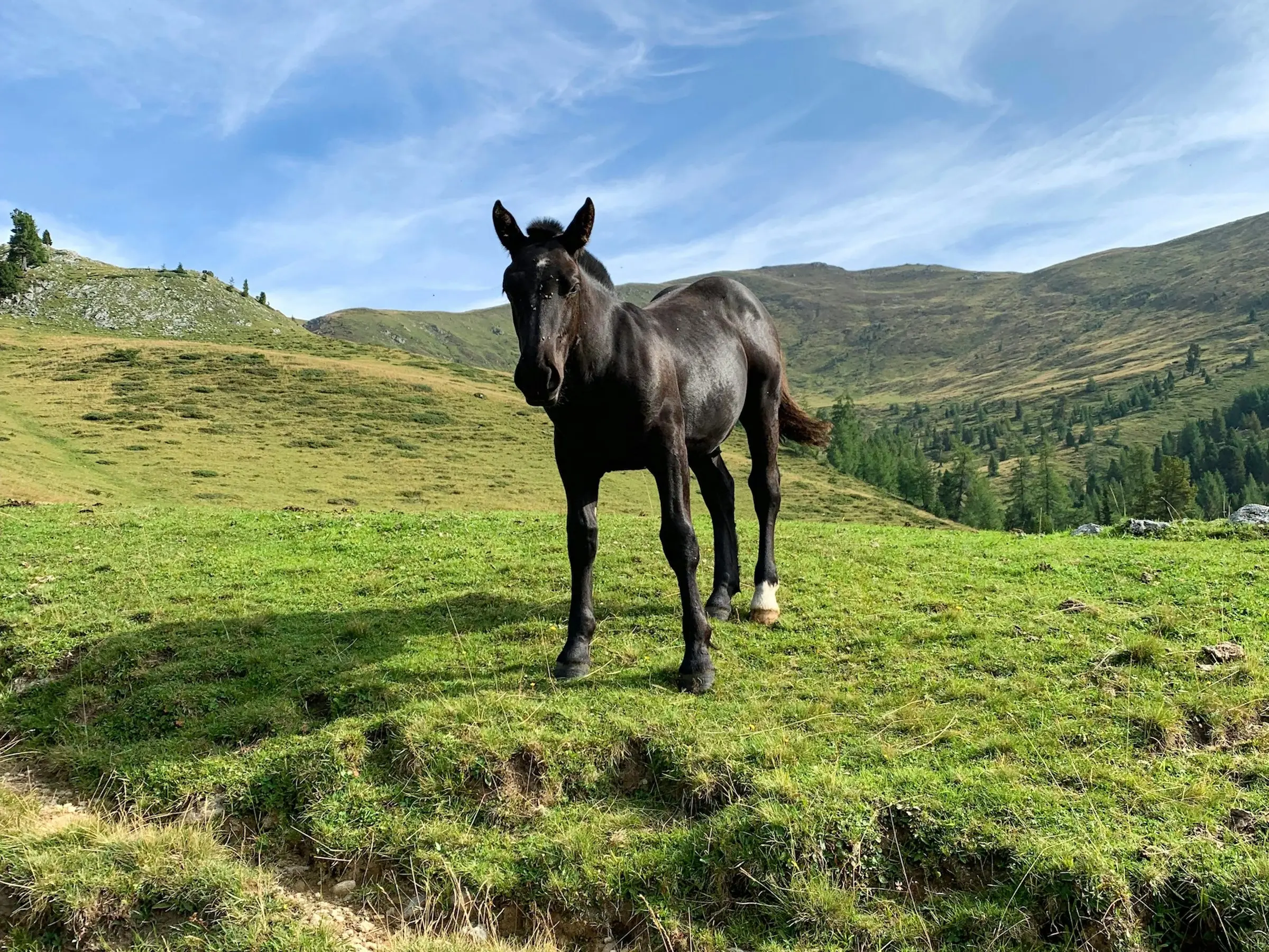 Noriker Horse