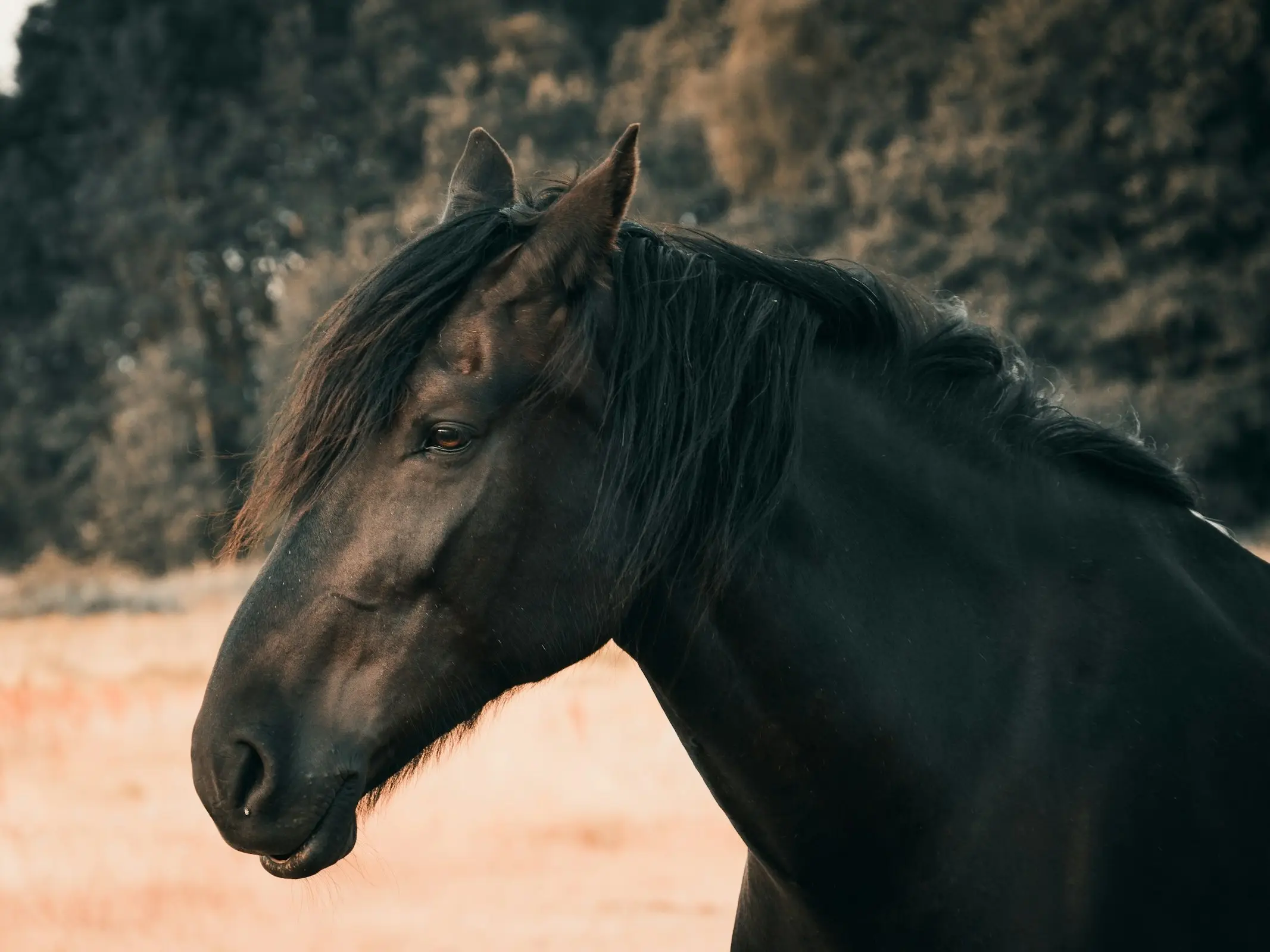 North Swedish Horse