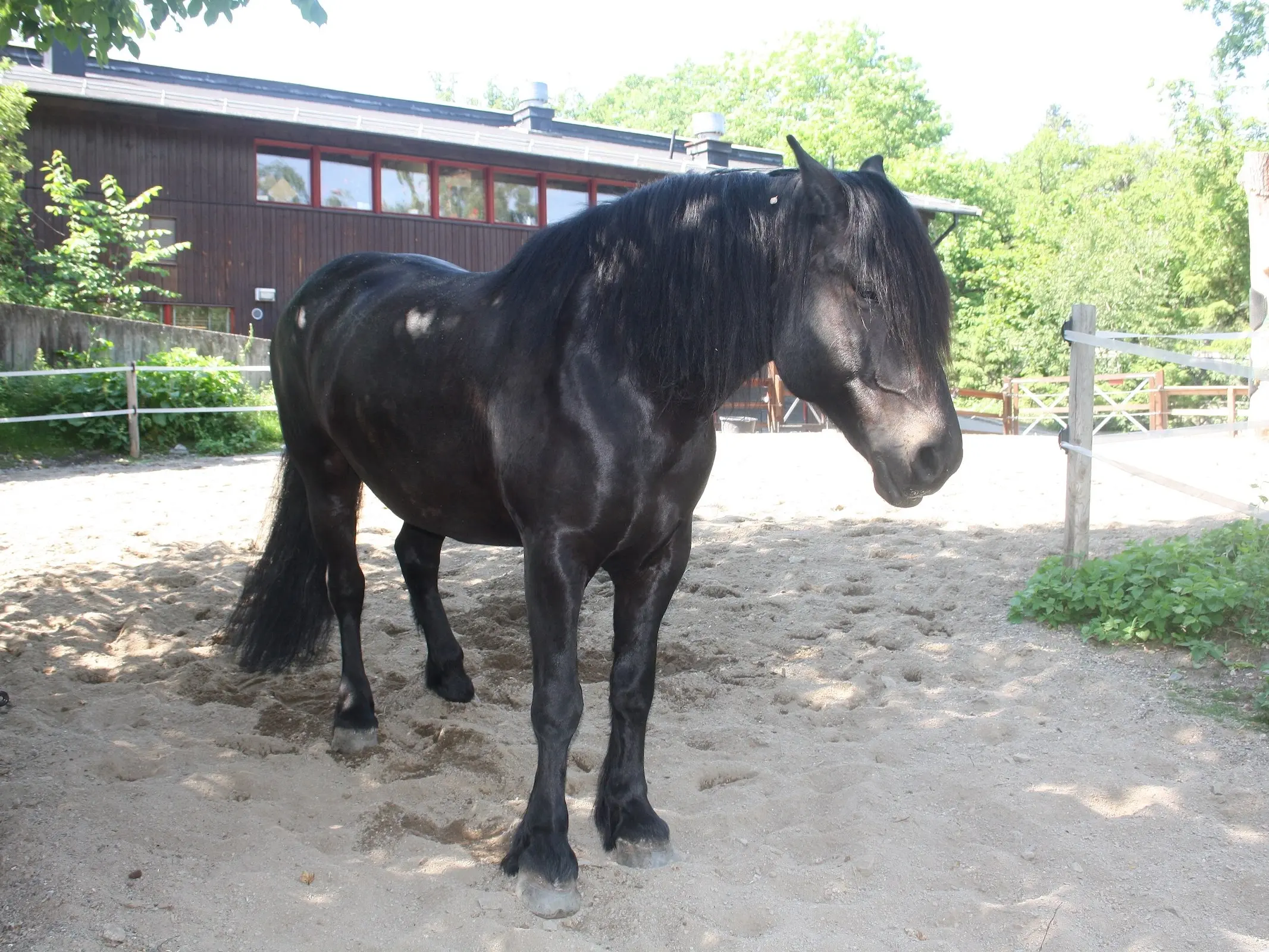 North Swedish Horse