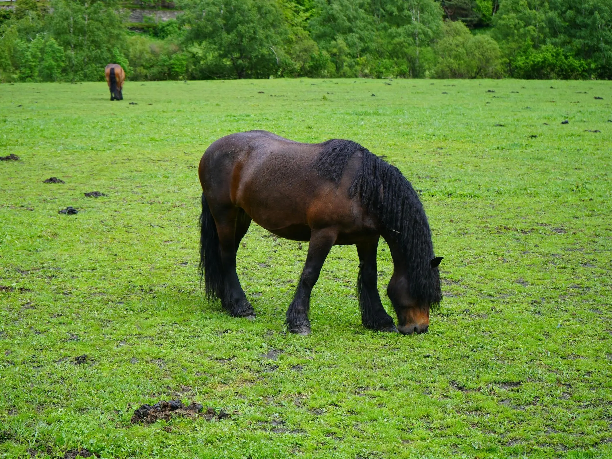 North Swedish Horse