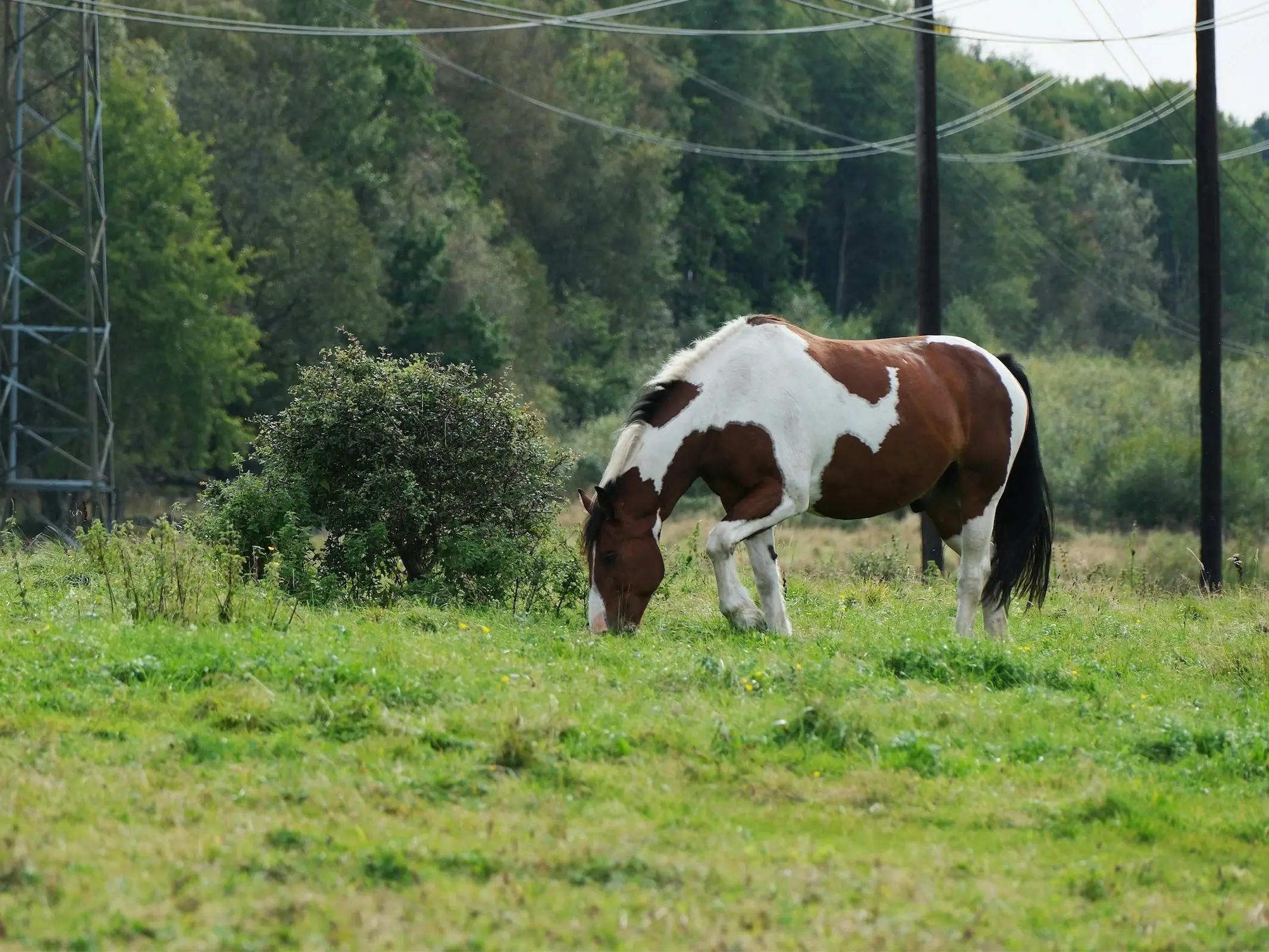 North Swedish Horse