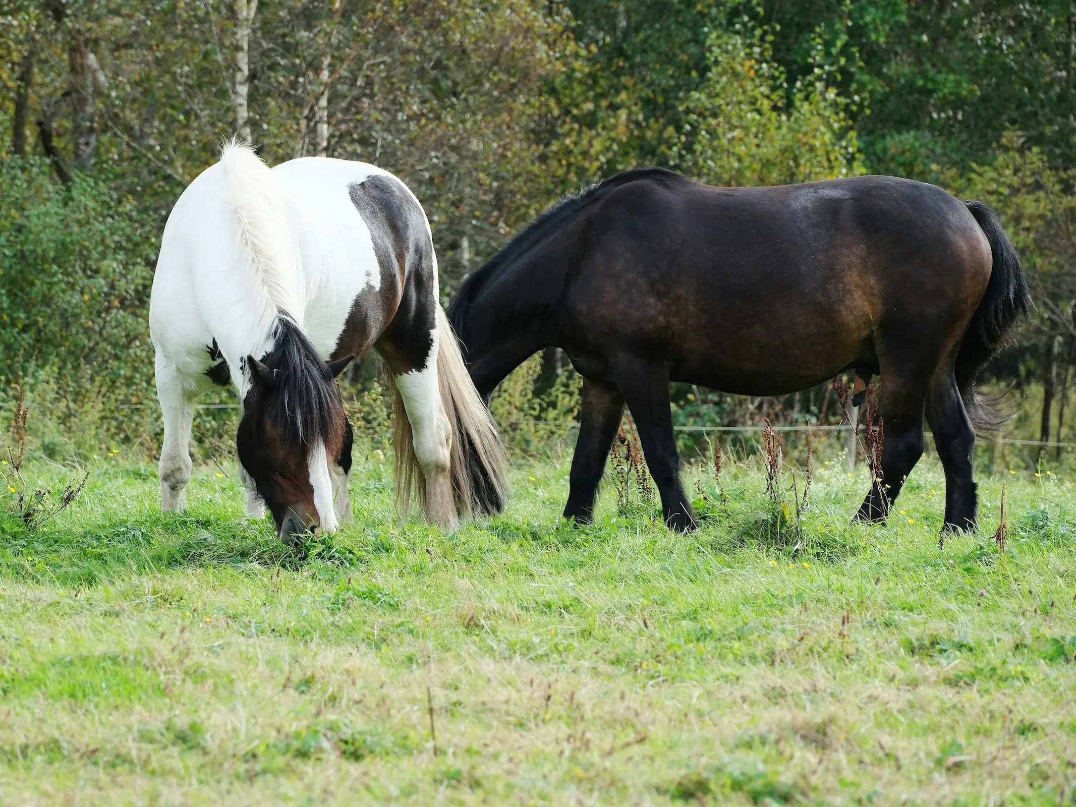 North Swedish Horse