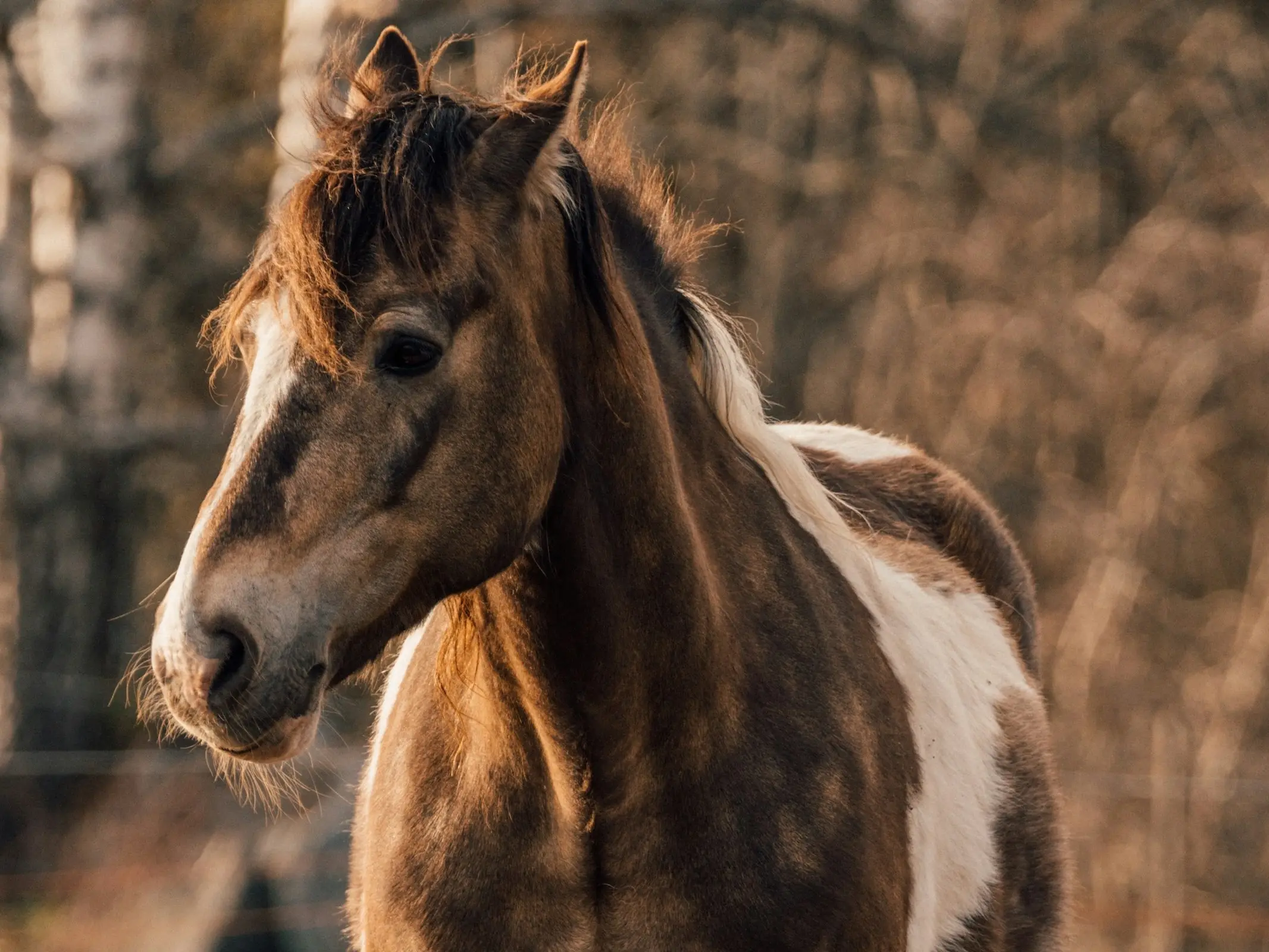 North Swedish Horse