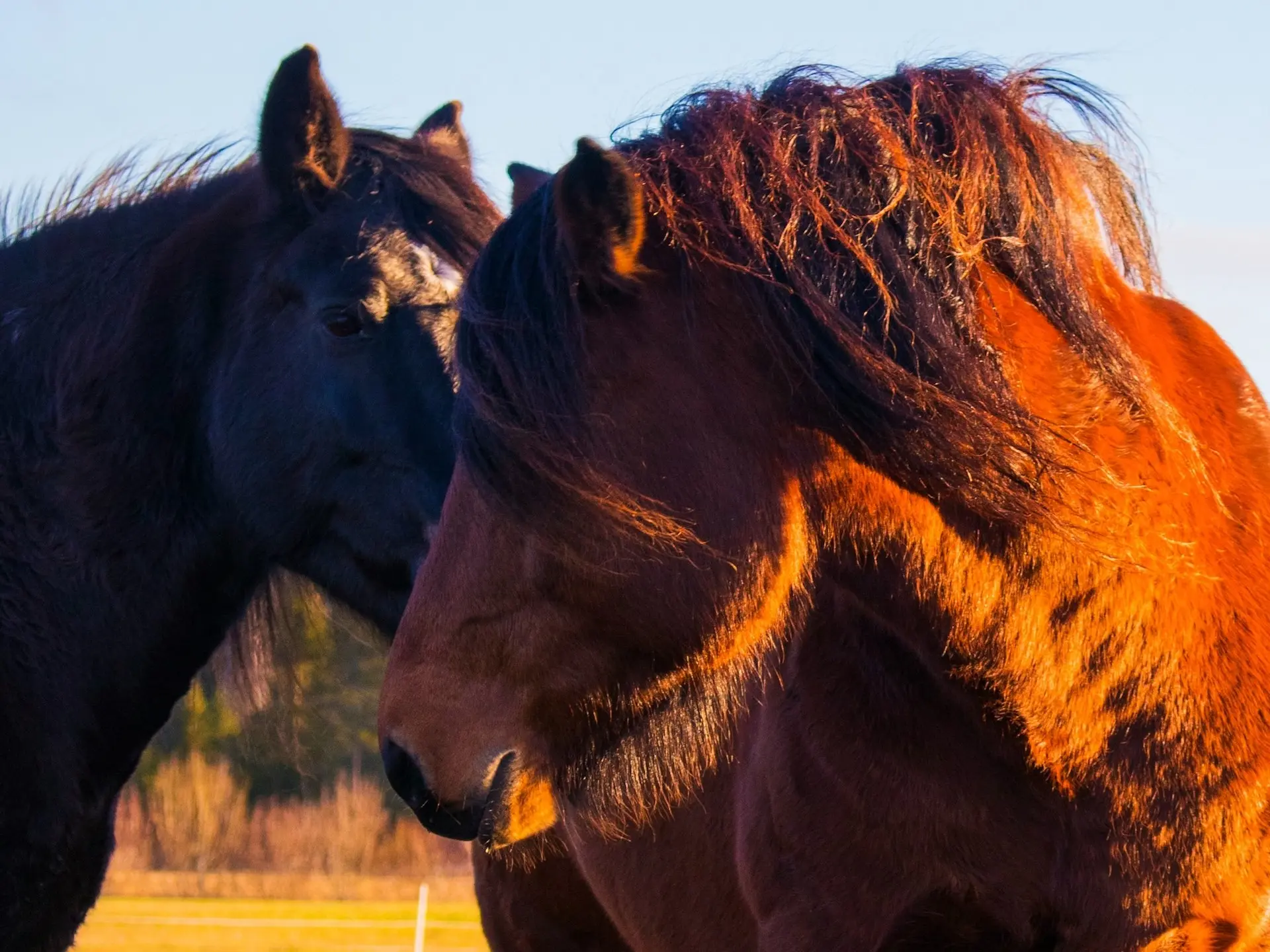 North Swedish Horse