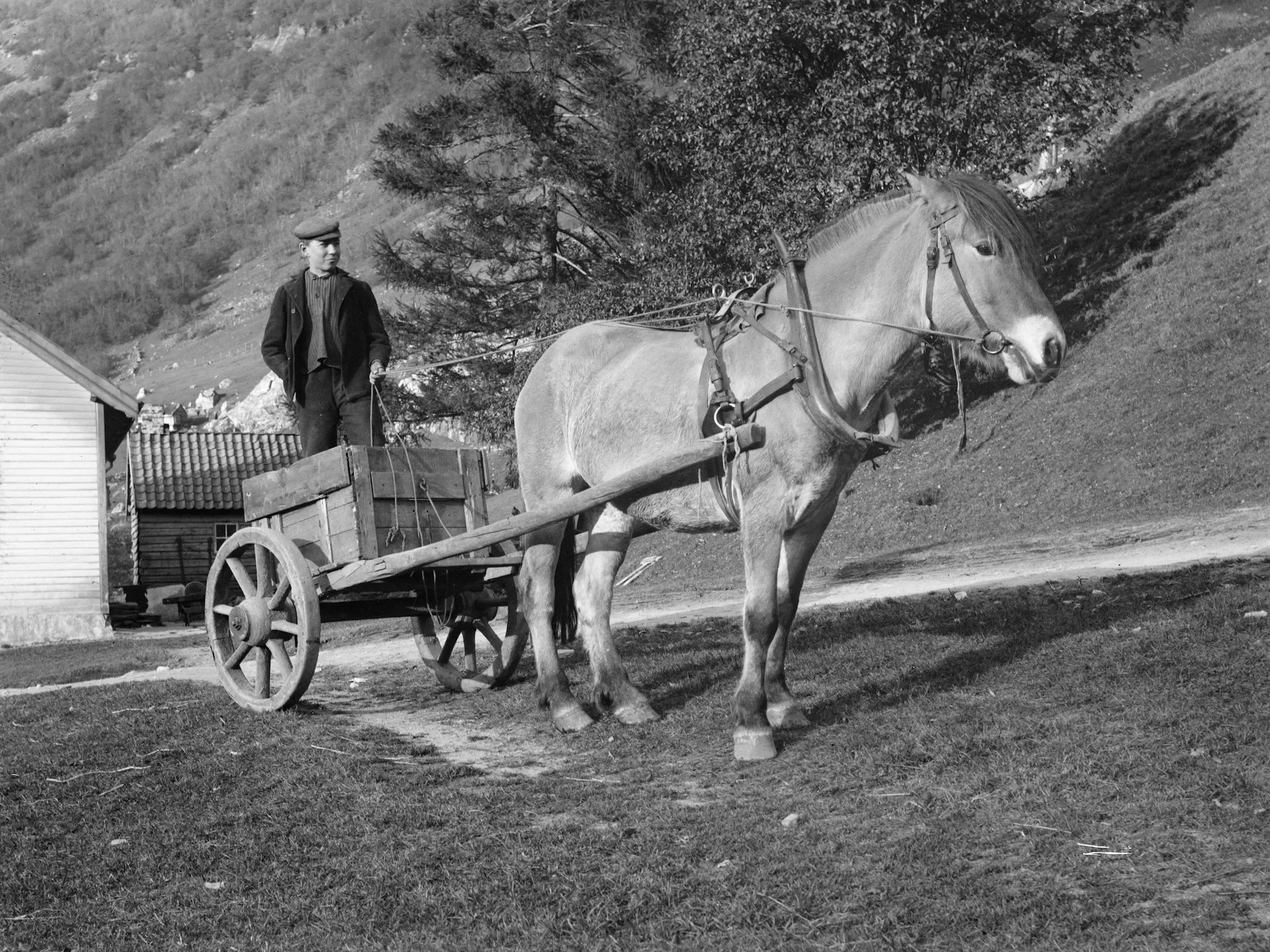 Fjord Horse