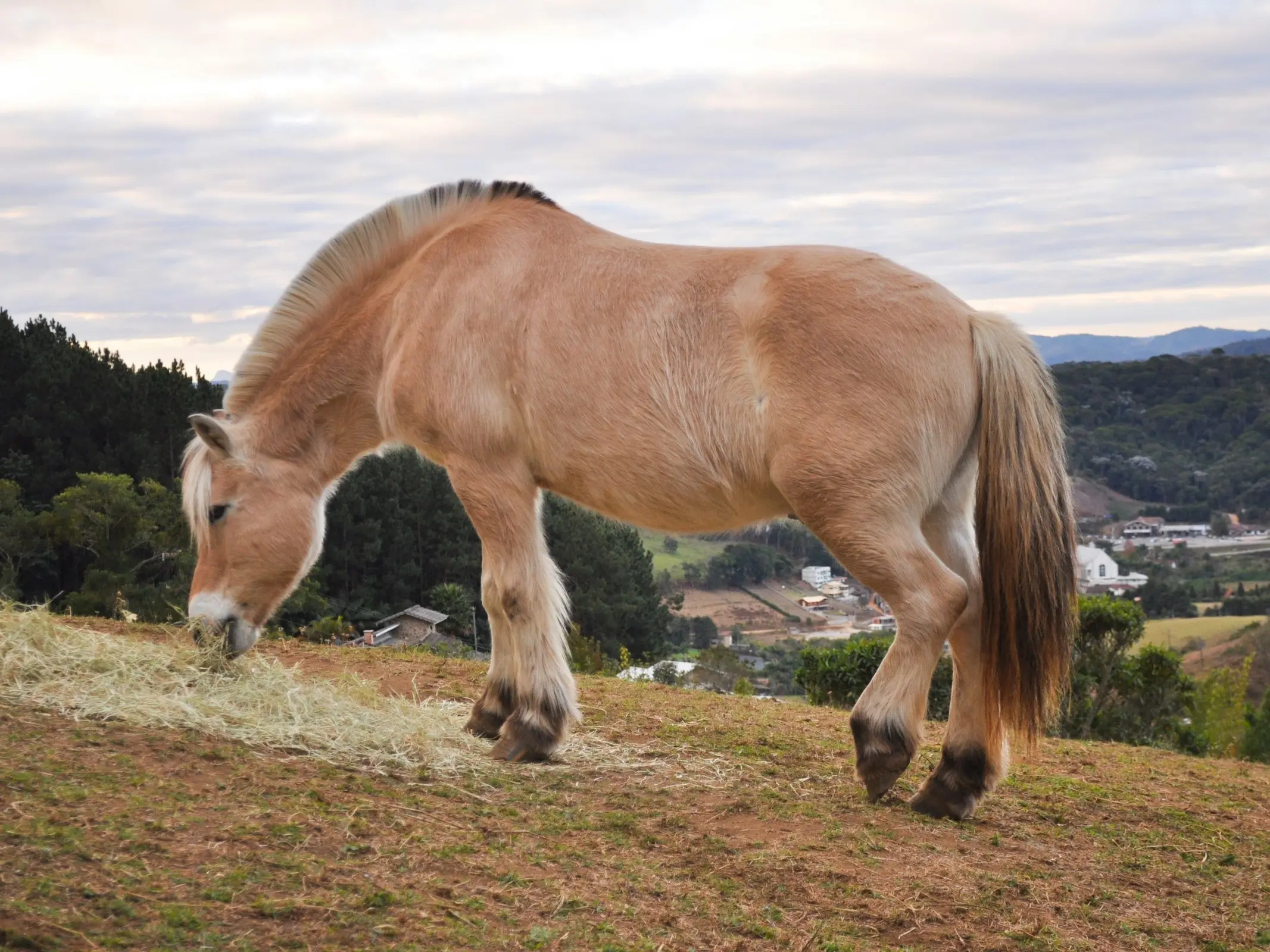 Fjord horse