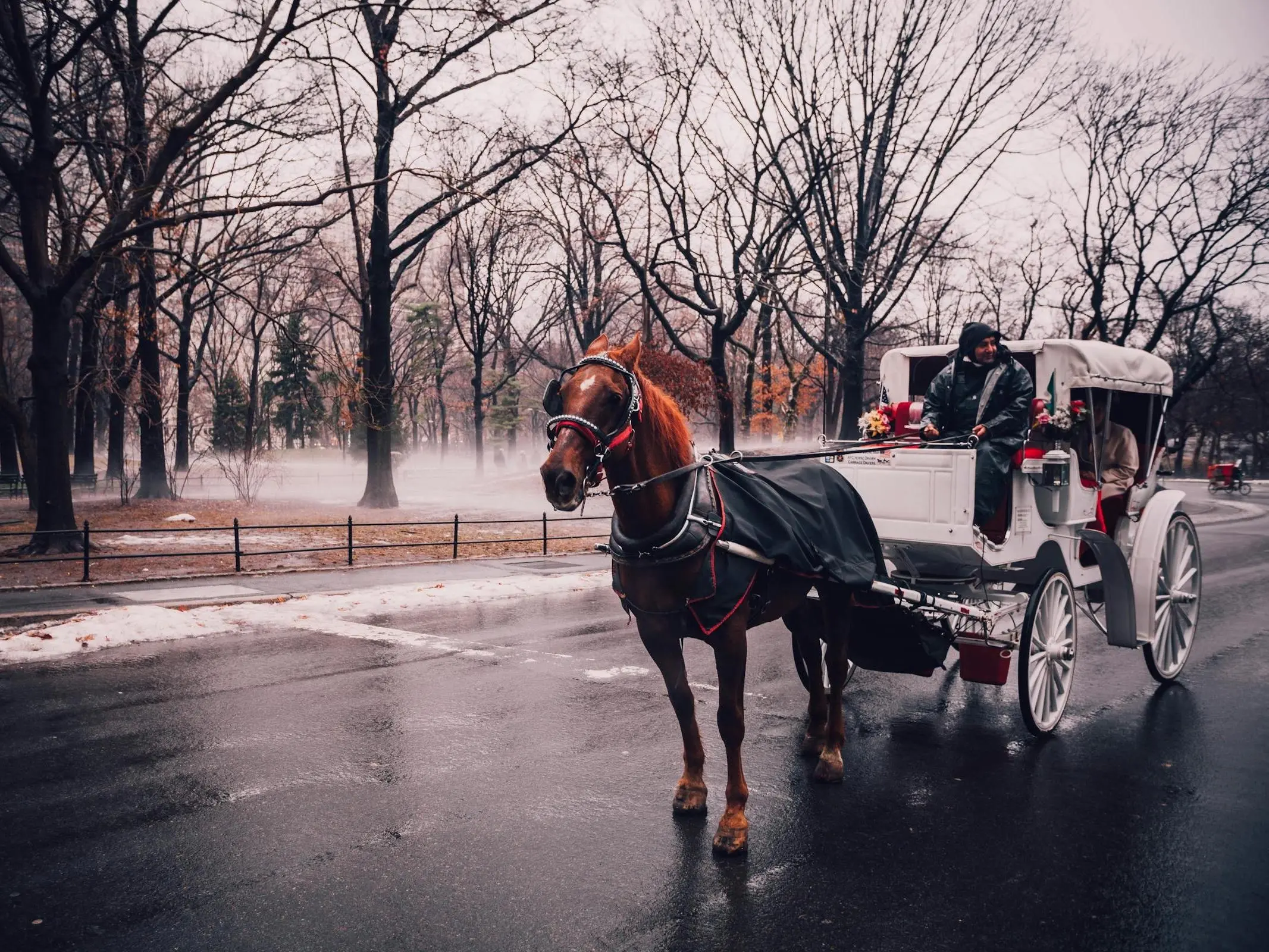 New York carriage horse