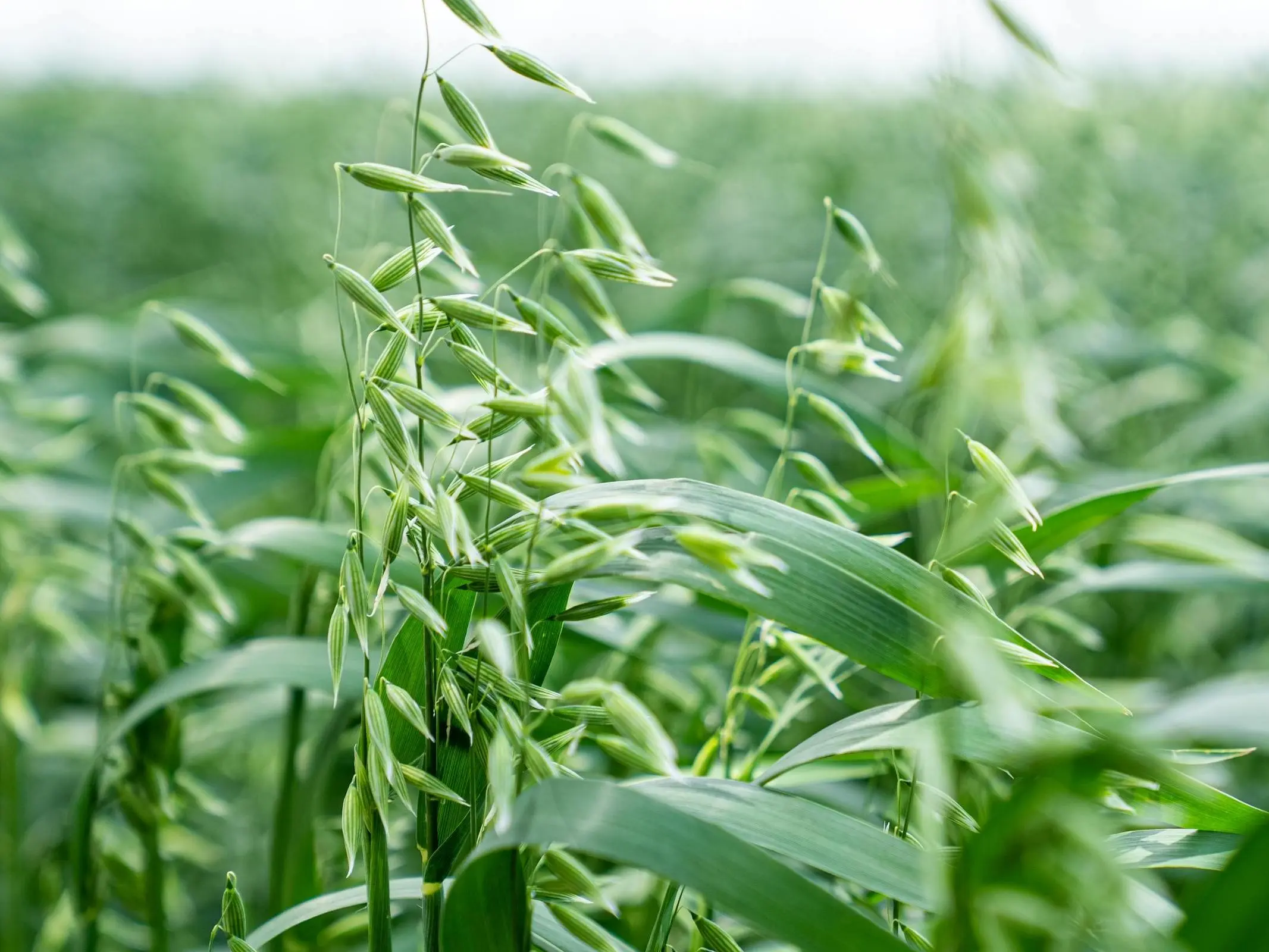 Oat plant