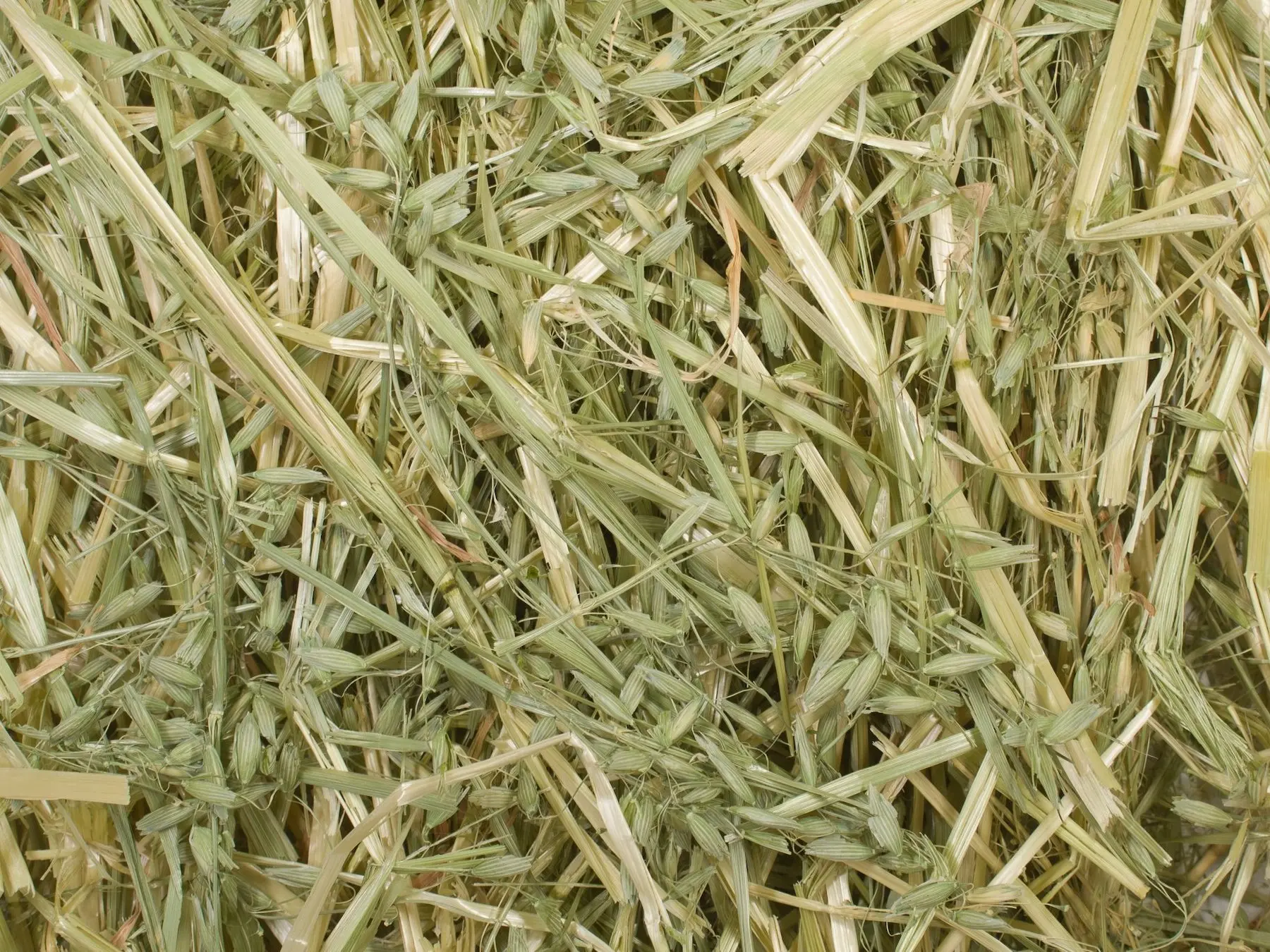 Oat hay