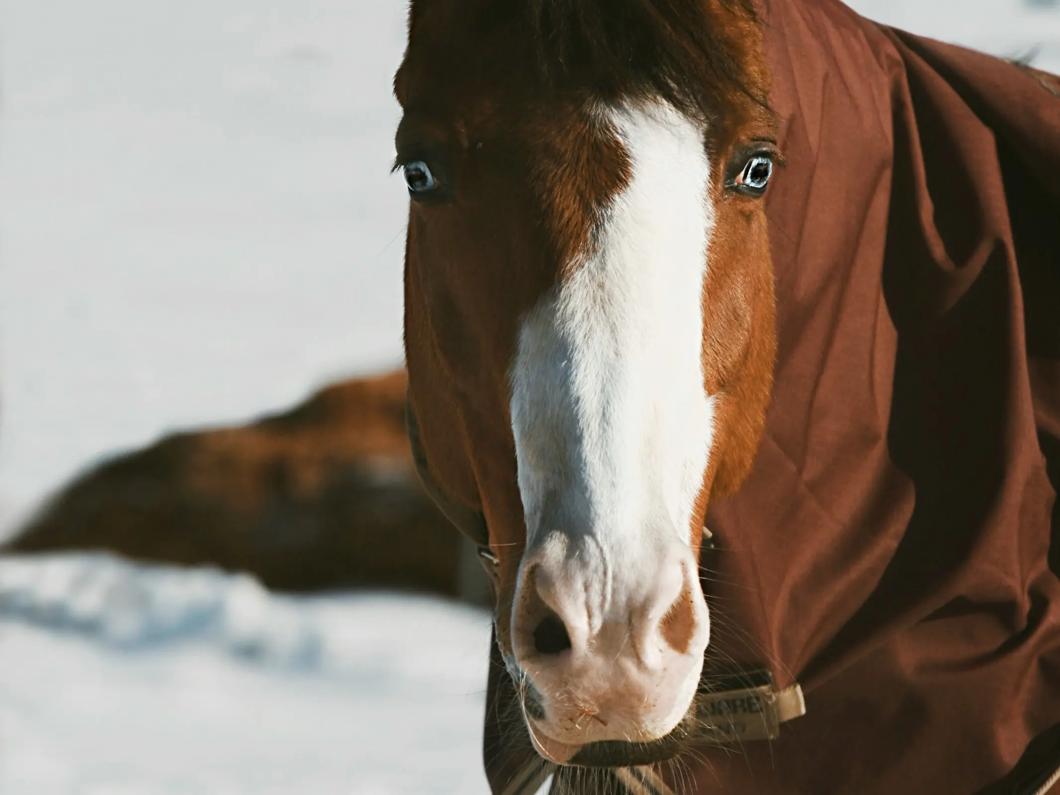 Horse with badger face