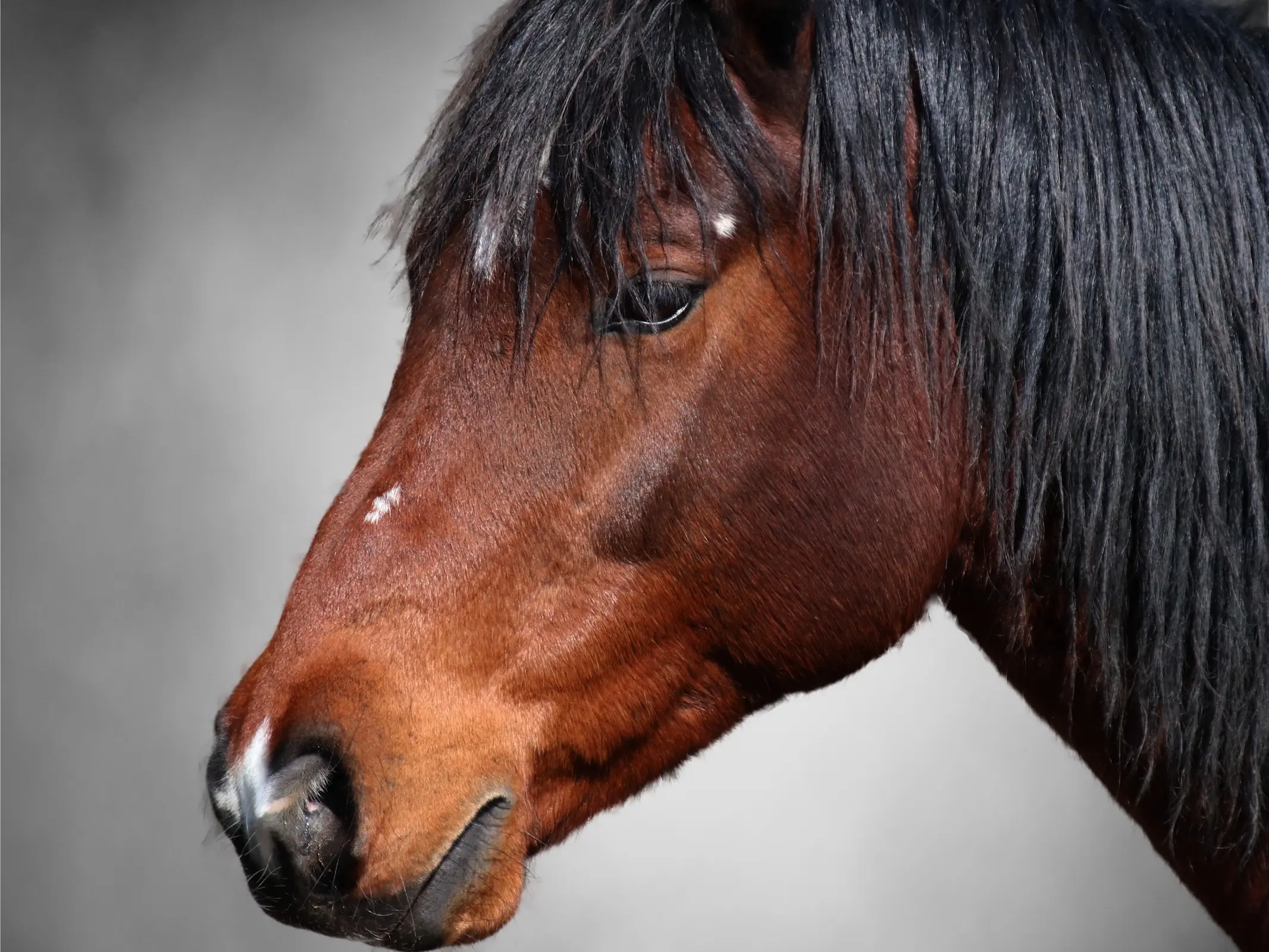 Horse with badger face