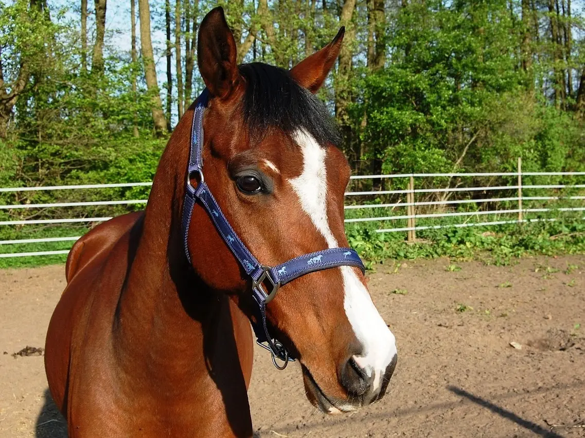 Horse with badger face