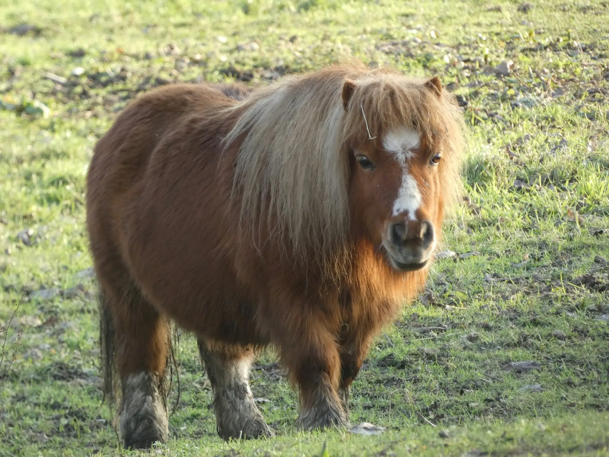 Horse with badger face