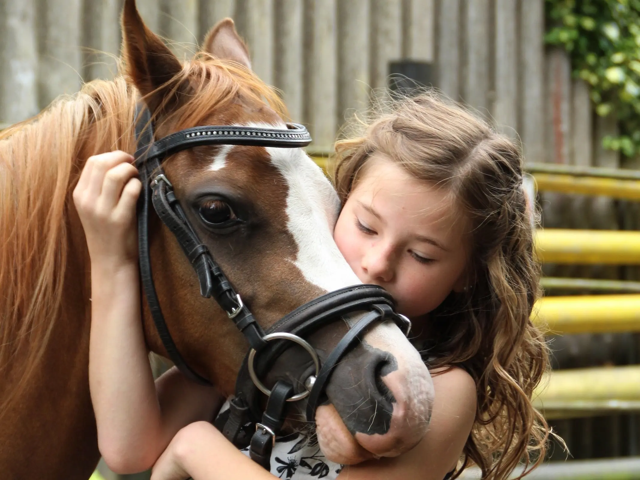 Horse with badger face