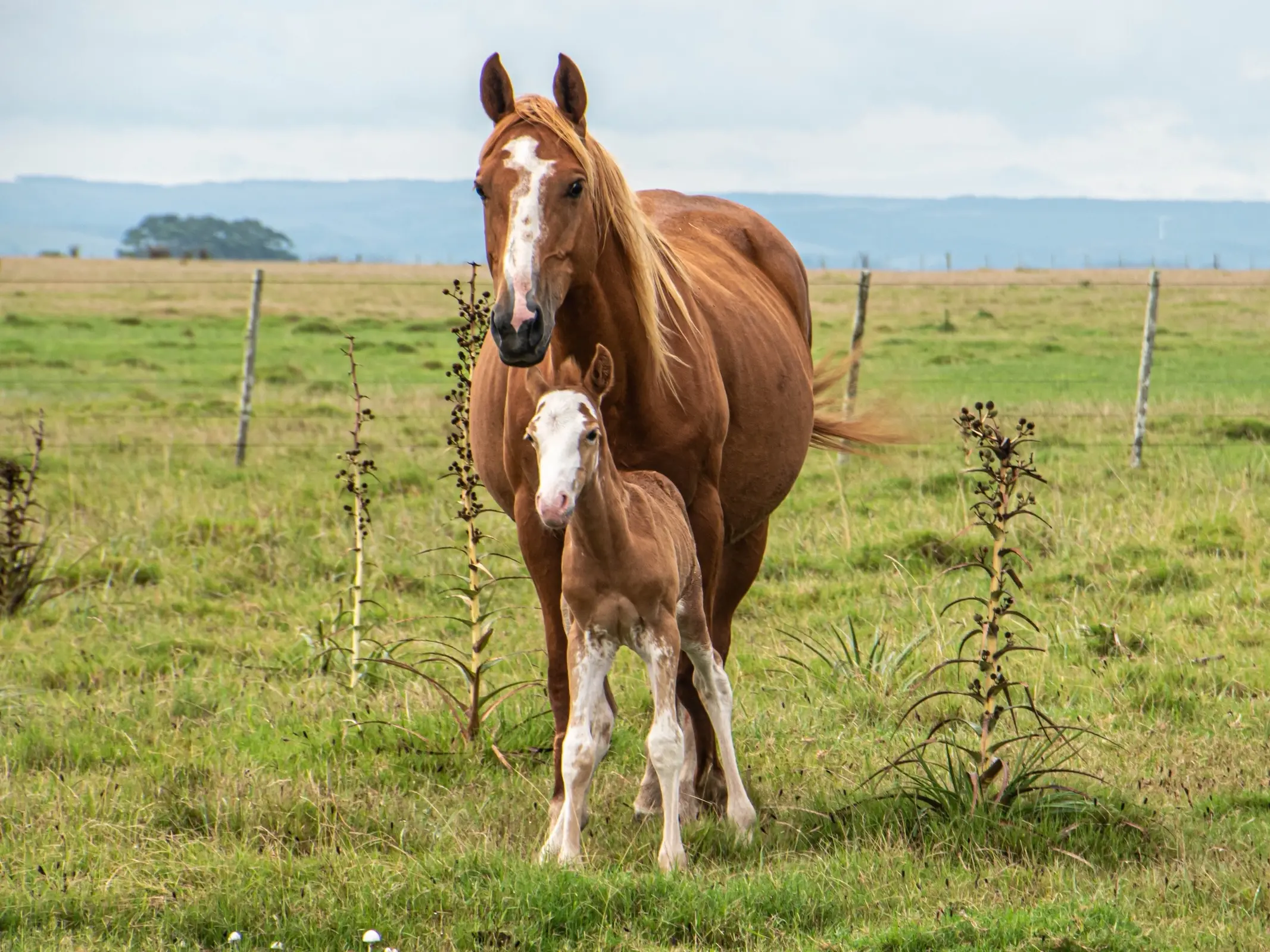 Horse with badger face