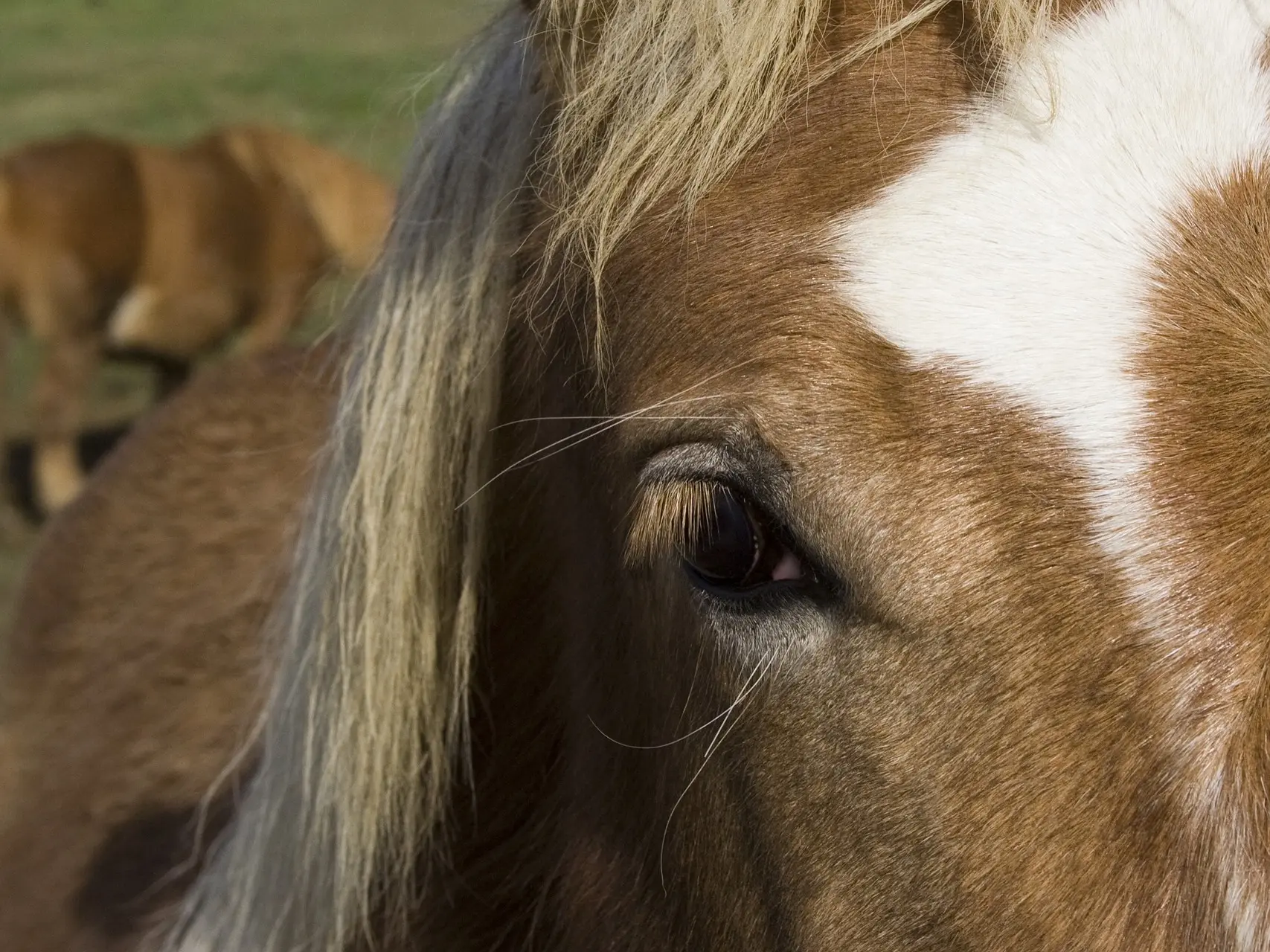 Horse with badger face