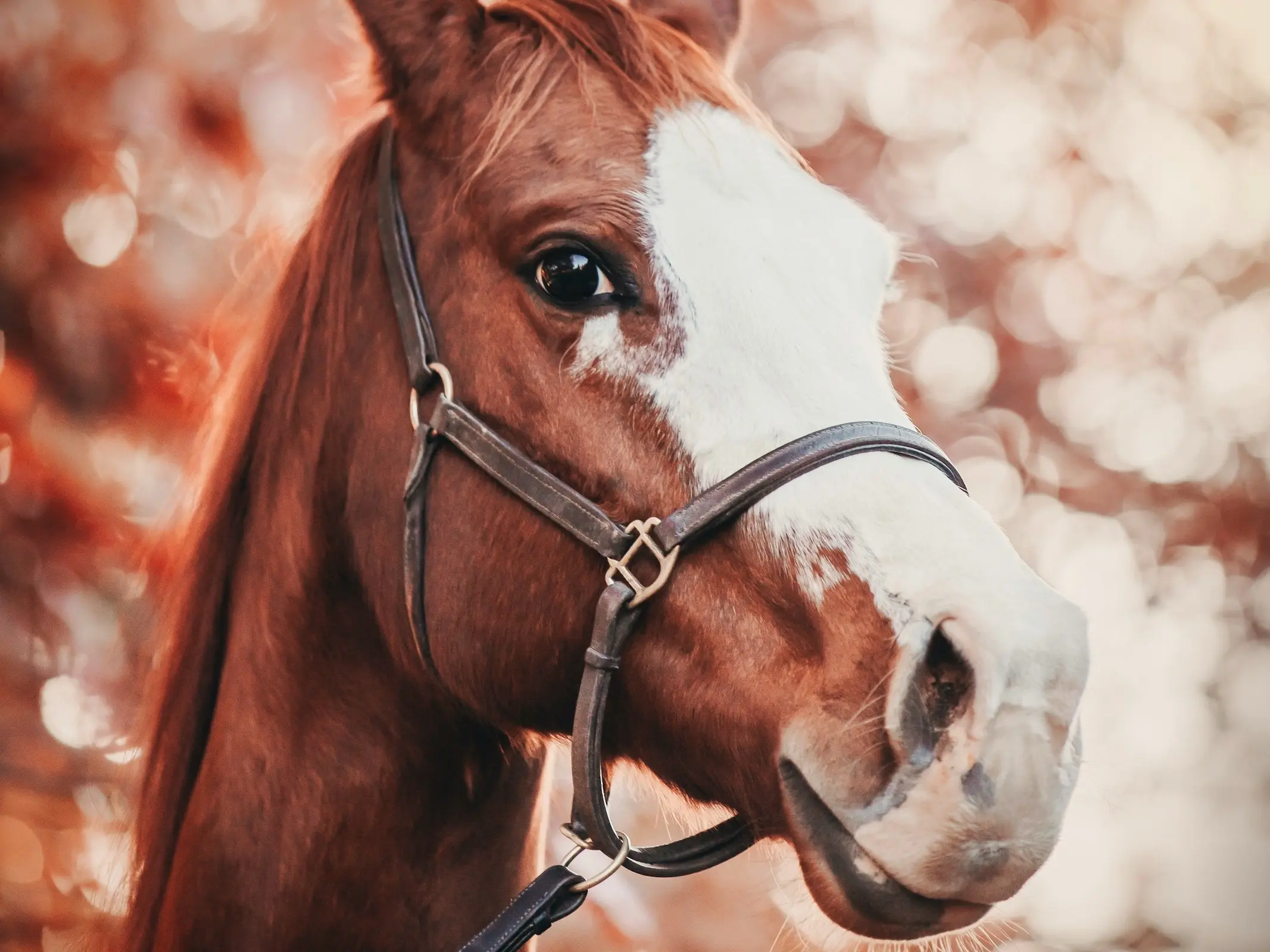 Horse with badger face