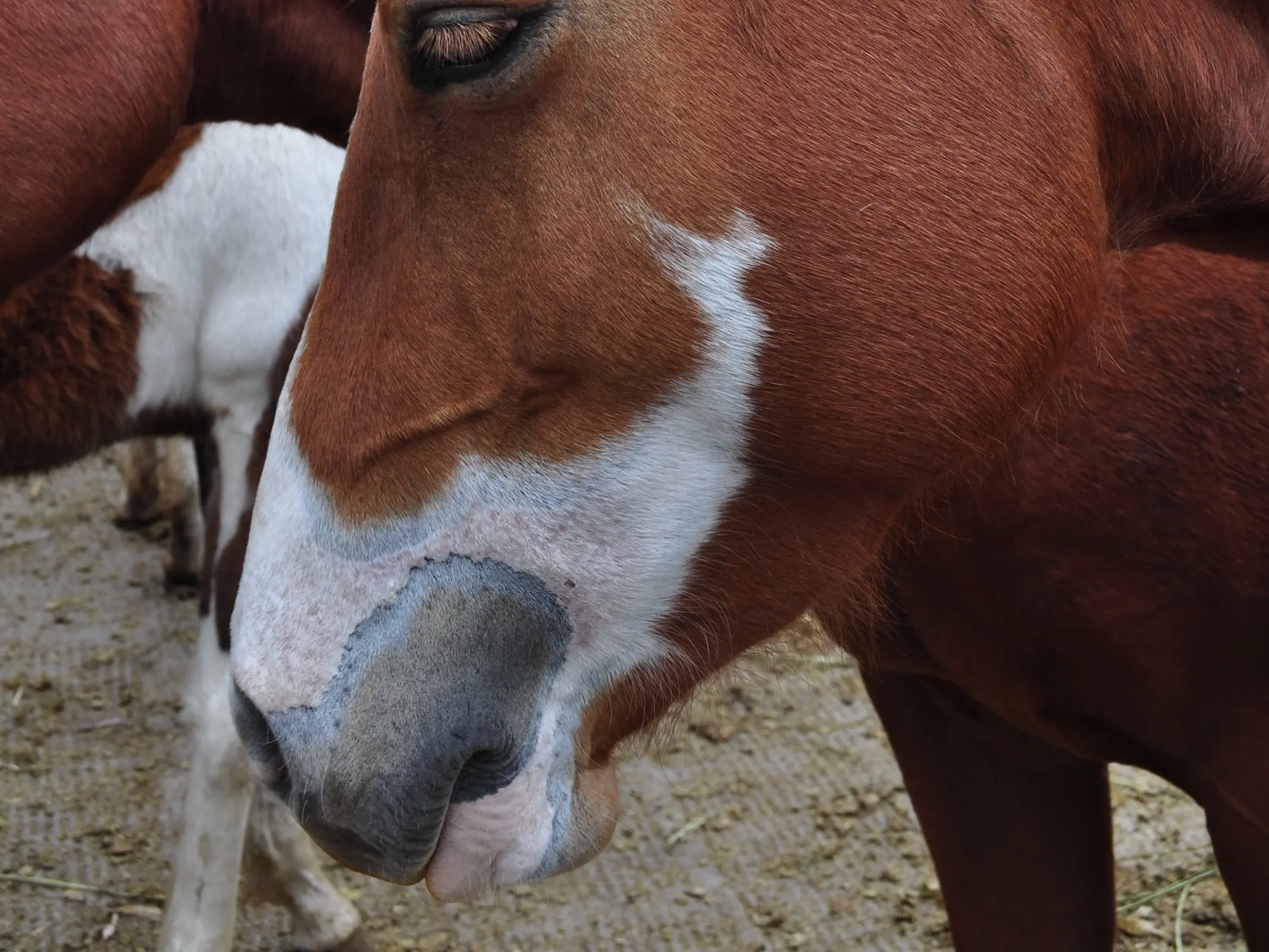 Horse with badger face