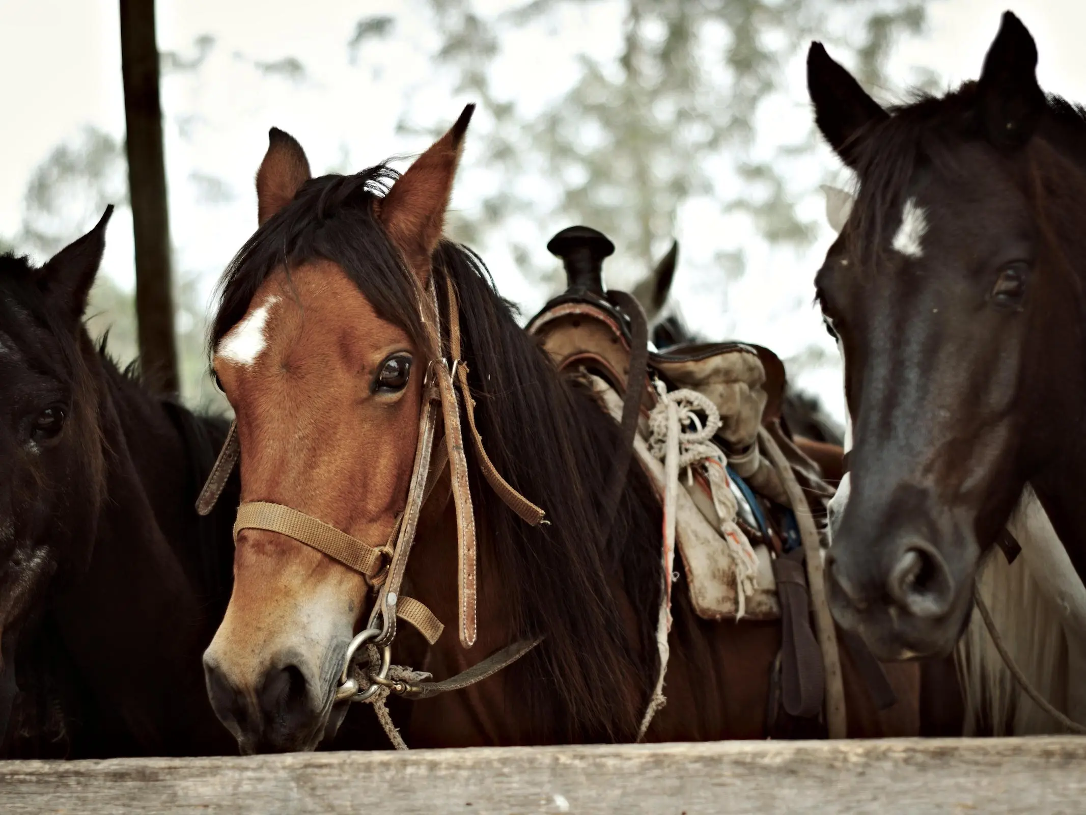 Horse with badger face