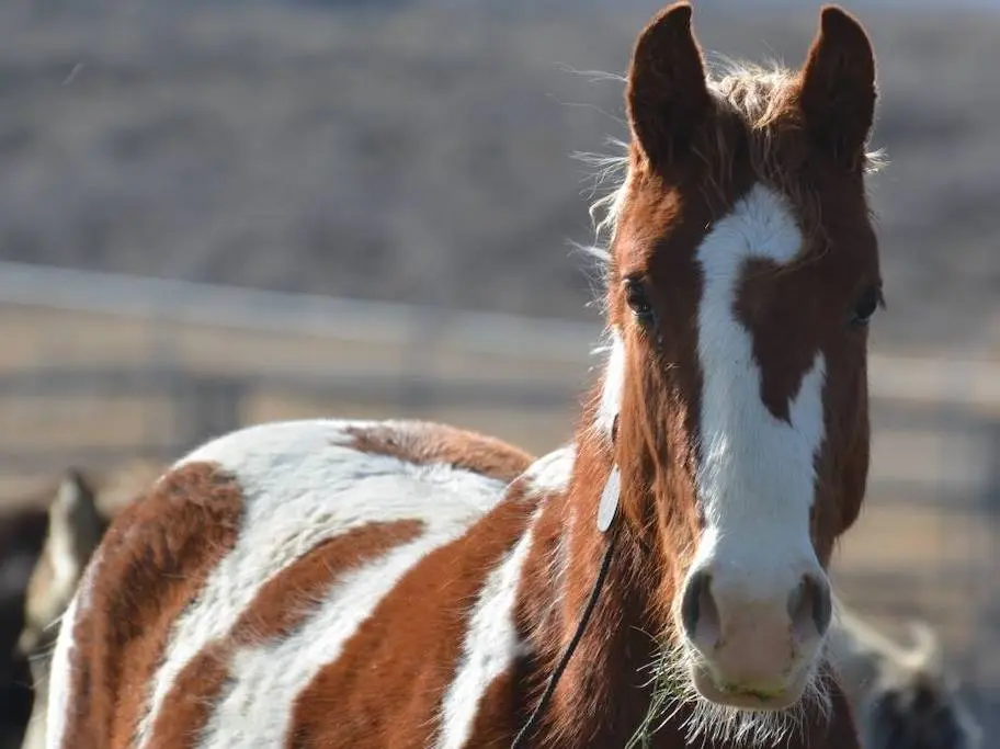 Horse with badger face