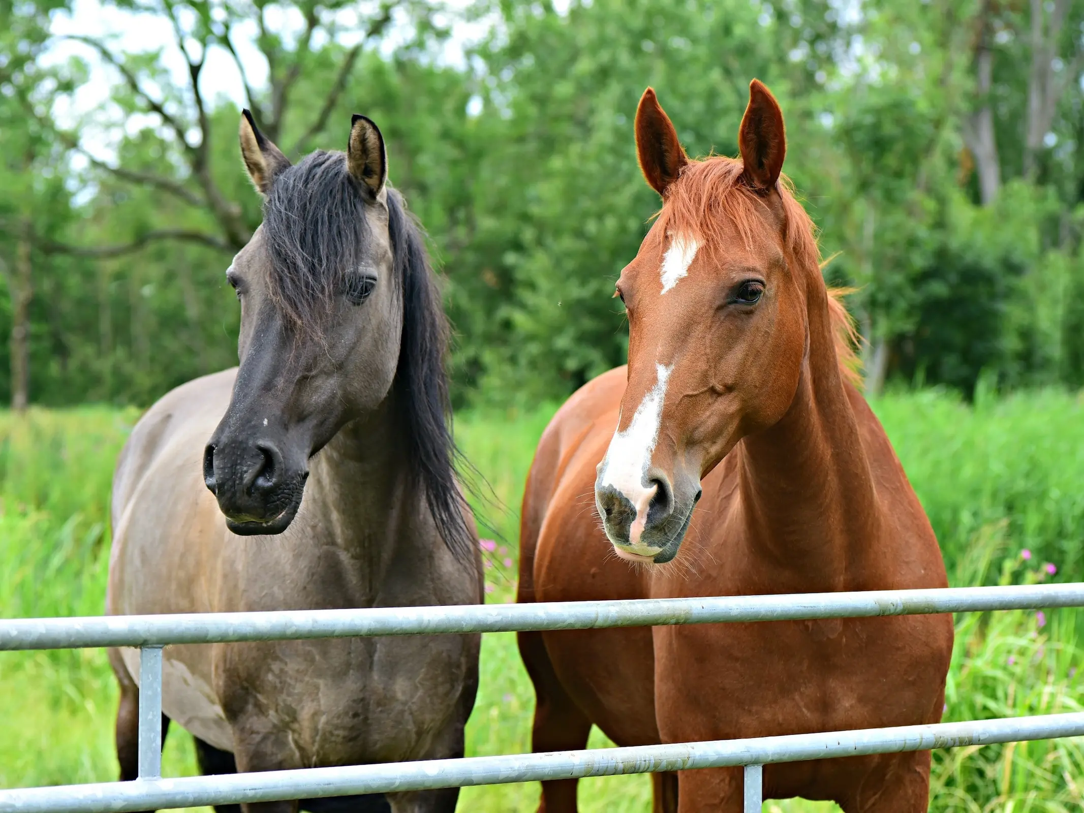 Horse with badger face