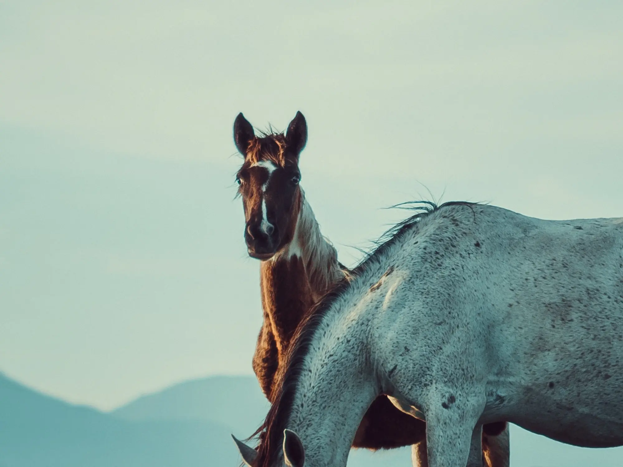 Horse with badger face