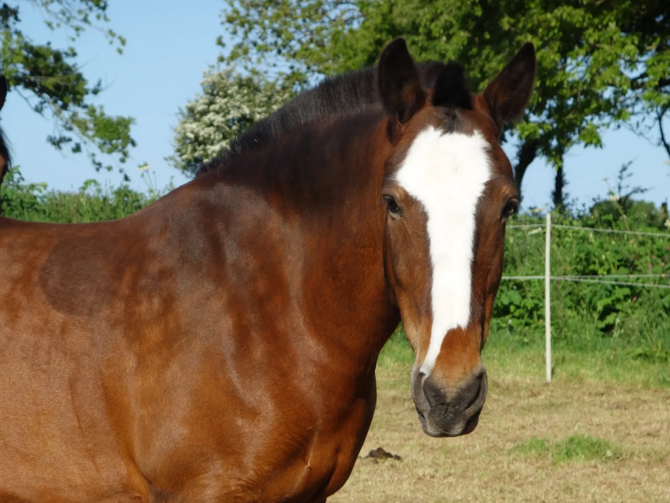 Horse with badger face