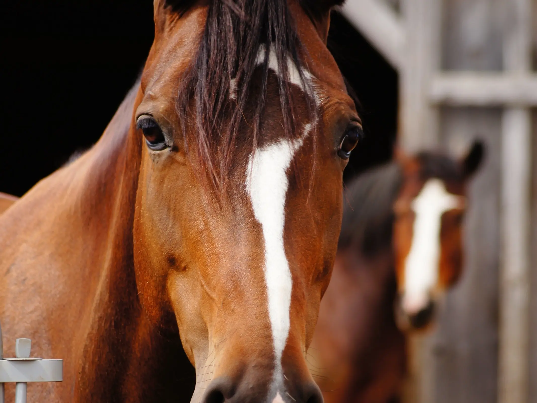 Horse with badger face